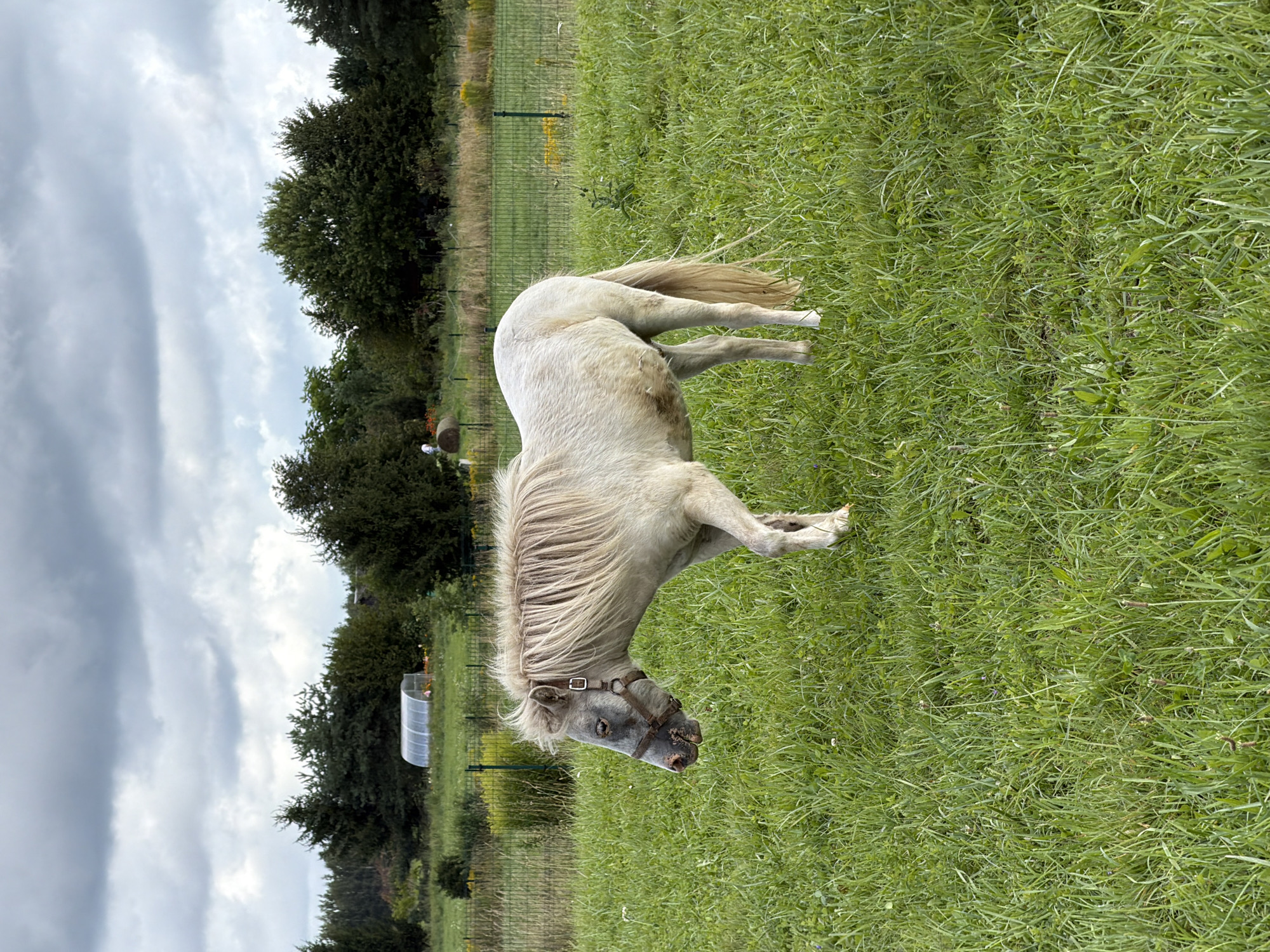 A light-colored pony stands in a grassy field under a cloudy sky. The pony is facing left, with its head lowered as if grazing. It wears a brown halter. In the background, there are trees, a fence, and a greenhouse. The scene appears to be a rural setting, possibly in Vārpas, Latvia, given the context. There are no people visible in the image.