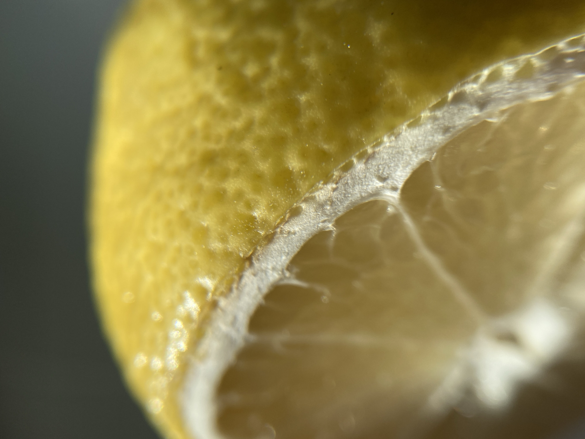 A close-up, macro shot focuses on the textured rind and juicy interior of a lemon slice. The rind is a vibrant yellow, with tiny pores and a slightly bumpy surface. Sunlight catches the surface, creating small highlights. The white pith layer is visible, showing its fibrous texture. Inside, the translucent pulp of the lemon is slightly blurred, with visible segments and a glistening, moist appearance. The background is a dark, out-of-focus gray.