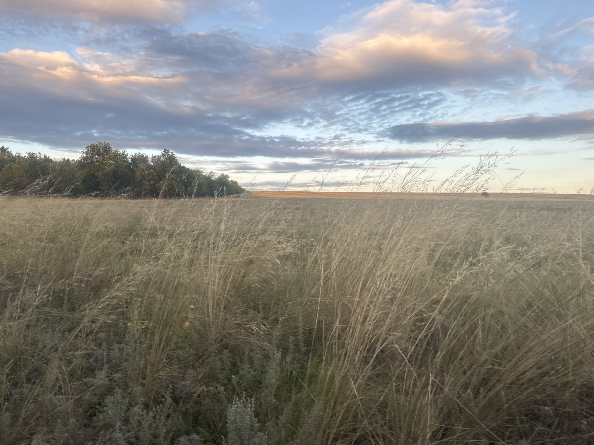 The image depicts a vast, grassy field under a cloudy sky. The foreground is dominated by tall, dry grass, with some smaller, greener plants and yellow wildflowers visible at the bottom. In the mid-ground, a line of trees forms a dark silhouette against the horizon. The background features a wide expanse of flat land, stretching towards the horizon where it meets the sky. The sky is a mix of blue, with large, wispy clouds tinged with pink and orange hues, suggesting either sunrise or sunset. The overall impression is one of a rural landscape, possibly in or around Васильевка, Russia, during the late afternoon or early evening. There are no people or discernible structures in the scene.