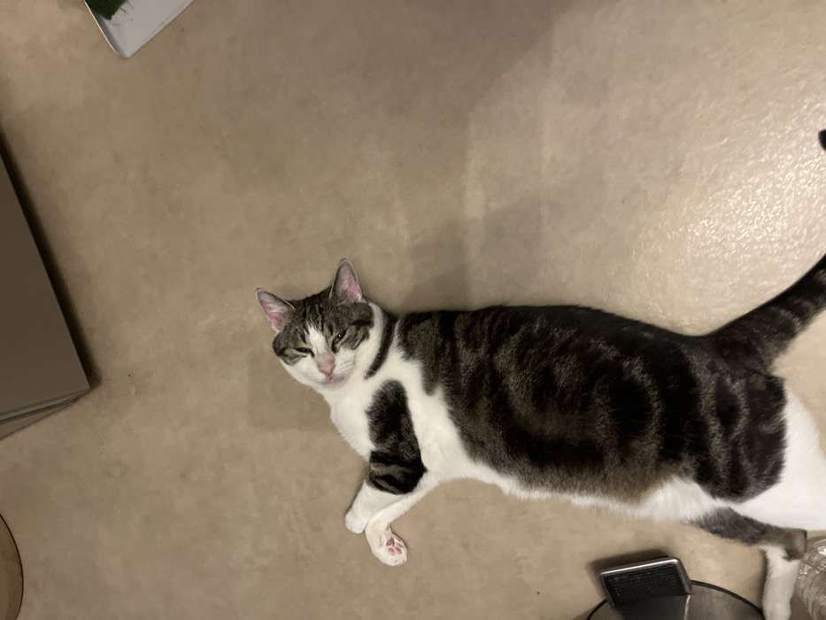 A domestic short-haired cat is depicted resting on a light-colored, textured floor surface within an indoor environment in Strasbourg, France. The cat, primarily dark brown/grey tabby with significant white markings on its chest, belly, paws, and face, lies on its back. Its head is tilted upwards and to the left, with eyes partially closed, indicating a relaxed state. The right front paw is extended, displaying pink paw pads, while the left front paw is bent. In the upper right background, a dark, angled structure is partially visible. In the lower left, a black electronic device and a white cable are present on the floor.