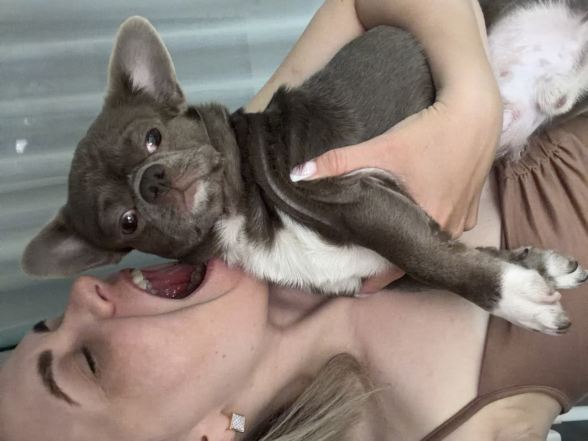 A woman is lying on her back, holding a gray and white Chihuahua dog in her arms. The dog is positioned with its head near the woman's open mouth. The woman has light skin, blonde hair, and is wearing a brown top. She is also wearing a square earring. The dog is looking at the camera with a slightly tilted head. The background is a light gray color. The image does not provide any information about the location being Votkinsk, Russia.