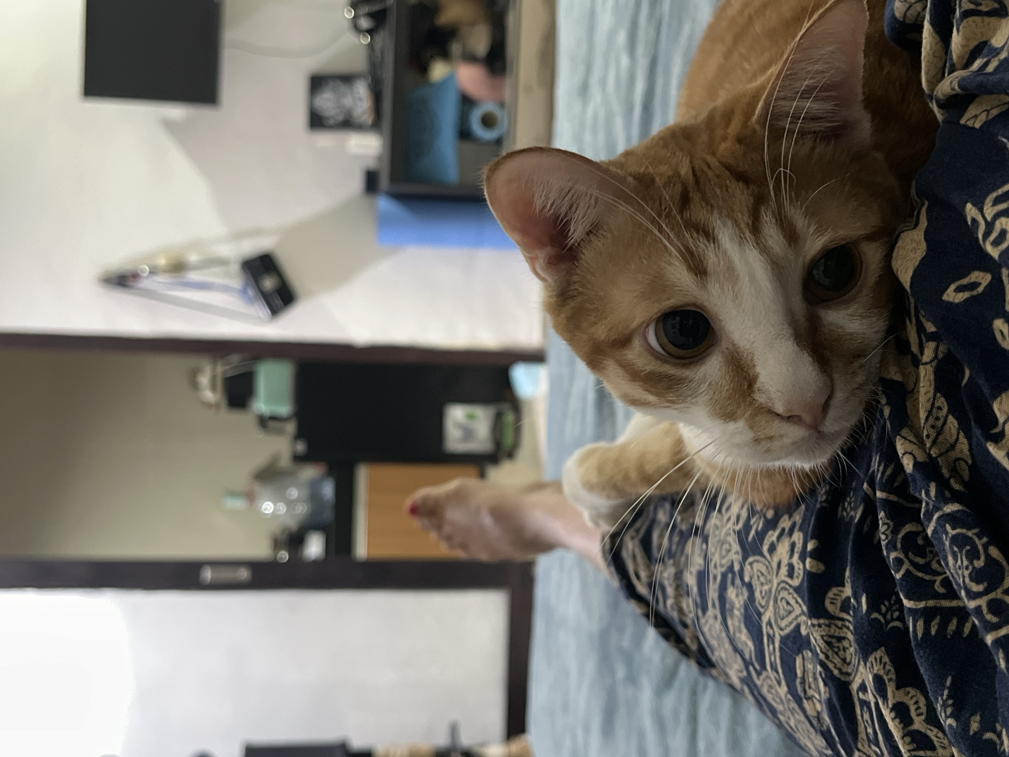 A close-up photograph, likely taken indoors, shows an orange and white tabby cat with large, inquisitive eyes, nestled against a person wearing a dark blue patterned garment. Part of the person's bare foot with a red painted toenail is visible in the background. The room appears to have neutral-colored walls and a door ajar. Other items in the background include a monitor, a set of drawers and other miscellaneous items. The location is Kuta Selatan, Indonesia.