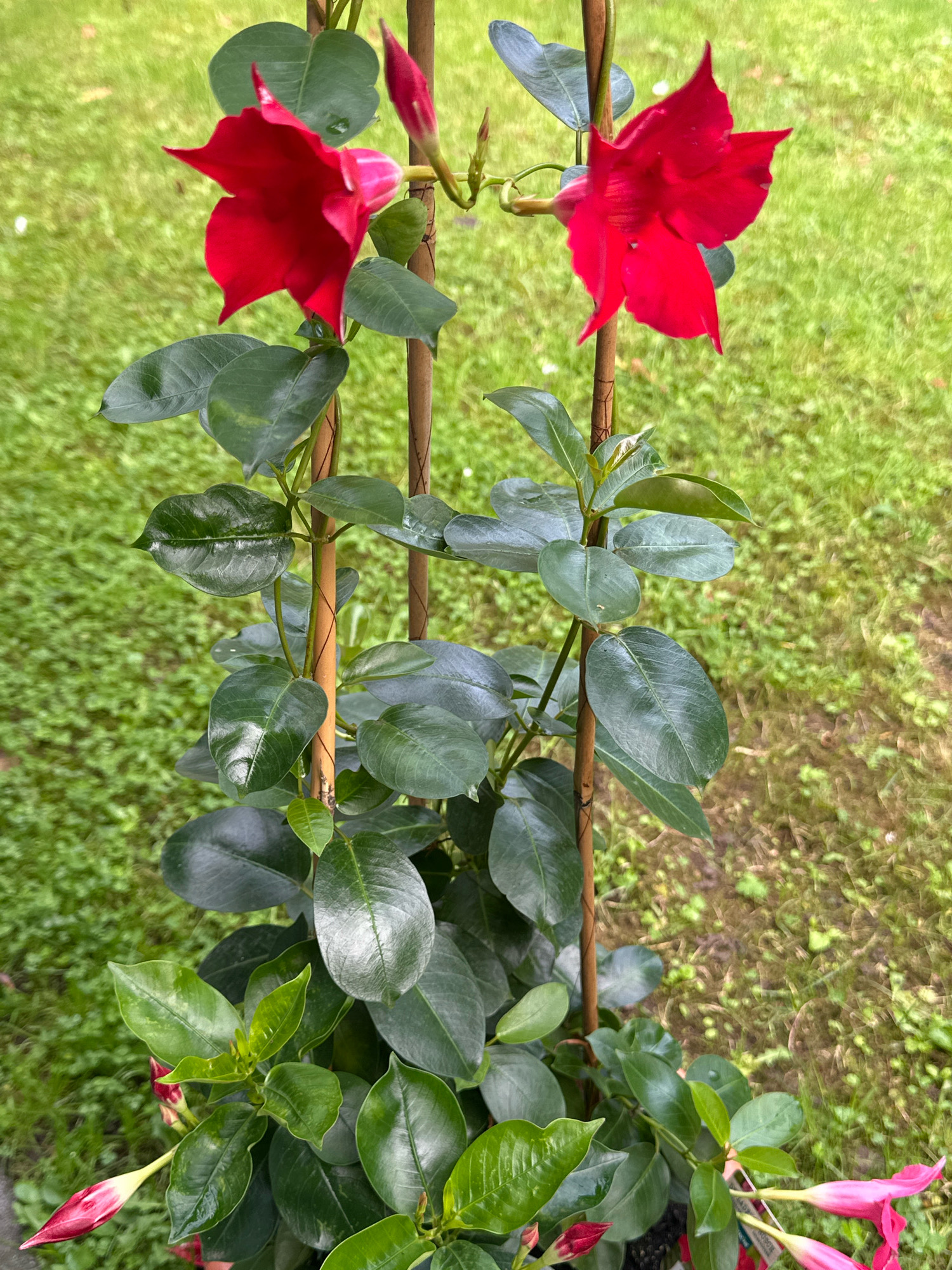 The image shows a potted Mandevilla plant with vibrant red flowers and green leaves, supported by two bamboo stakes. The plant is positioned outdoors, with a blurred green lawn serving as the background. The lighting suggests it is daytime, possibly overcast, as there are no strong shadows. The plant appears healthy and in bloom. There are no people or any identifiable landmarks to suggest a specific location within Krefeld, Germany.