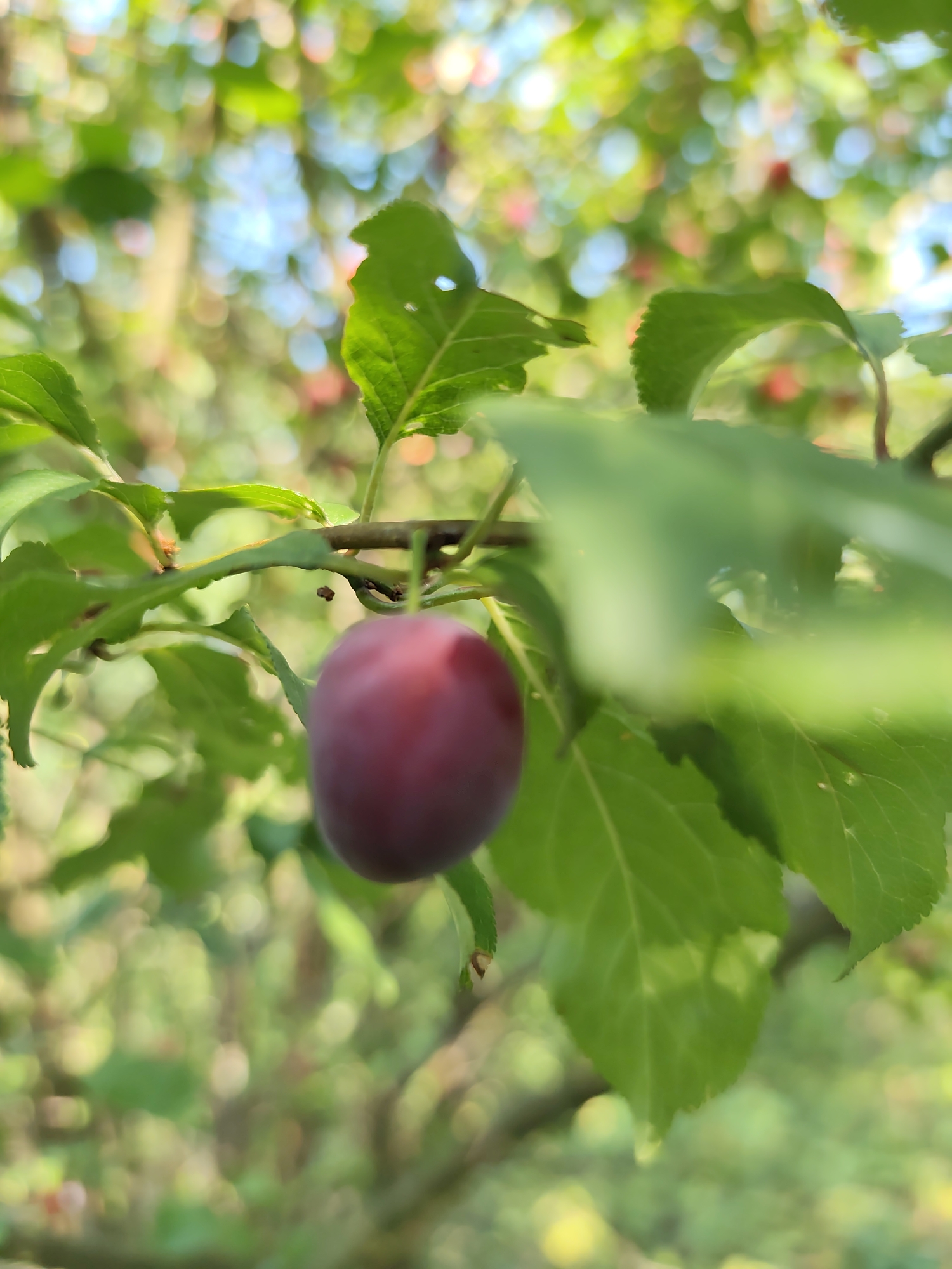A close-up, slightly blurred image shows a single, dark red plum hanging from a branch of a plum tree. The plum is in the foreground, on the right side of the frame, and is the main subject of the image. It is oval-shaped and appears ripe. The branch is thin and brown, and several green leaves are visible surrounding the plum. Some of the leaves are in focus, while others are blurred. The background is a soft bokeh of greens, yellows, and blues, suggesting sunlight filtering through foliage and a bright sky. There are hints of other red fruits in the background, also blurred. The image is taken outdoors, likely in a garden or orchard. No specific location in Prague, Czechia, can be determined from the visual information alone.