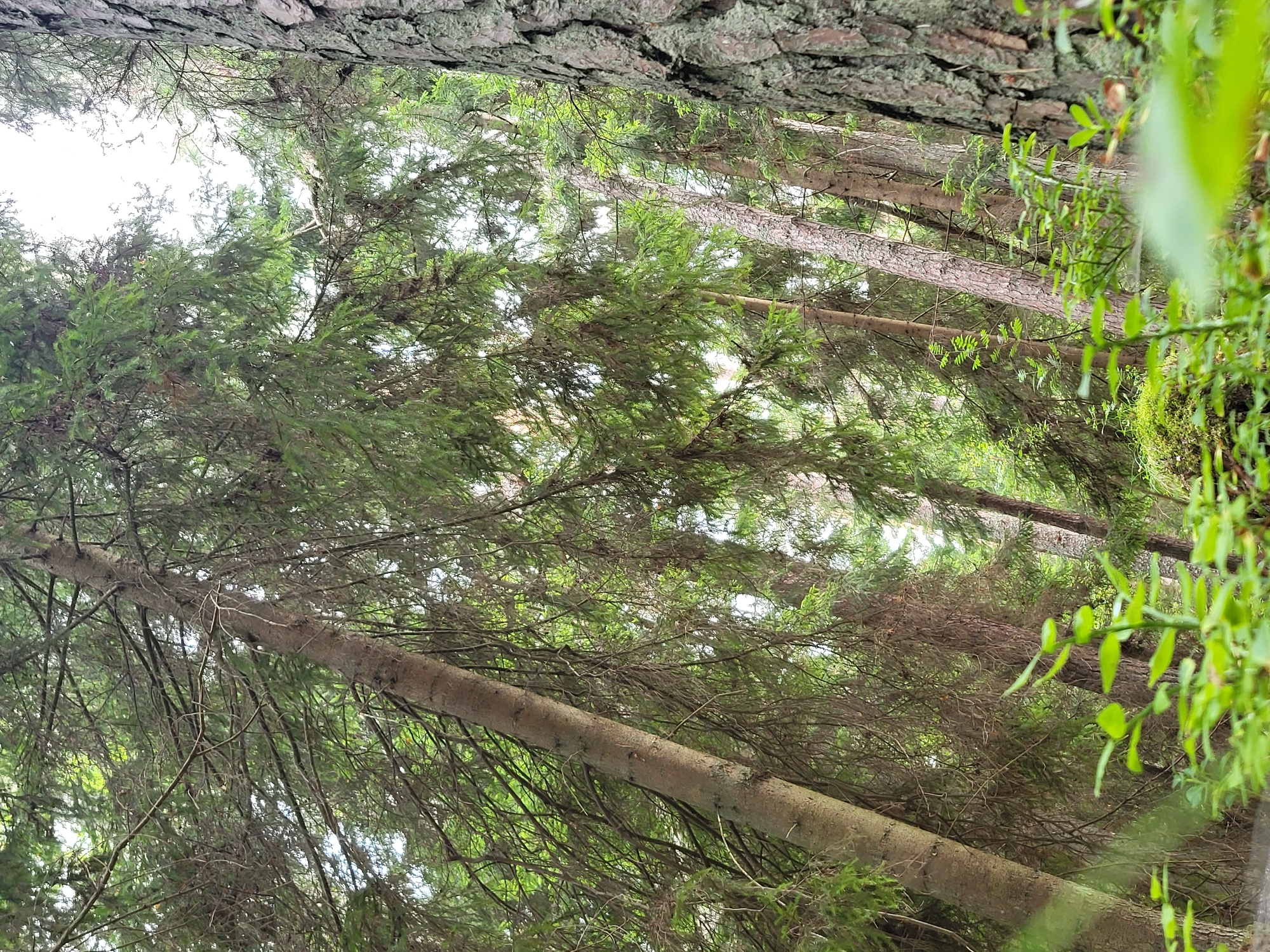 The image is a low-angle, close-up shot of a dense forest in Bērzciems, Latvia. The foreground is filled with vibrant green foliage, including small bushes and leaves that are slightly out of focus. Dominating the frame are several tall trees, their trunks rough and textured with bark, some covered in patches of grey-green lichen. The branches of these trees are laden with dark green needles, creating a canopy that filters the sunlight. The overall impression is one of a natural, untamed woodland, with an emphasis on the texture of the trees and the lushness of the undergrowth. There are no people or animals visible in the image.
