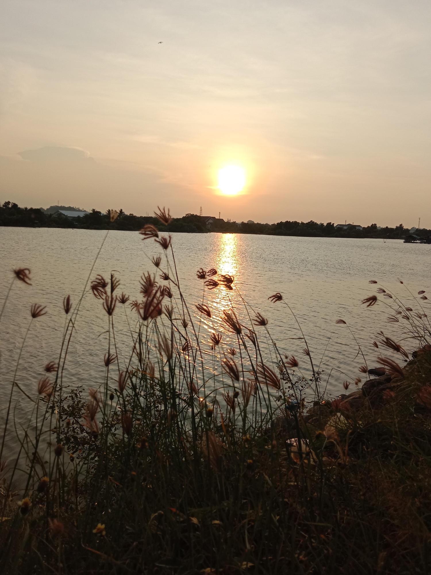 The image depicts a sunset over a body of water, possibly a lake or river. The sun is positioned in the center of the sky, reflecting on the water's surface. The foreground features tall grass and vegetation along the shore. In the background, there is a strip of land with trees and buildings, suggesting a residential or developed area. There is a bird flying in the sky. This location could be in Lhokseumawe, Indonesia, but more precise identification details are impossible without more explicit points of reference.