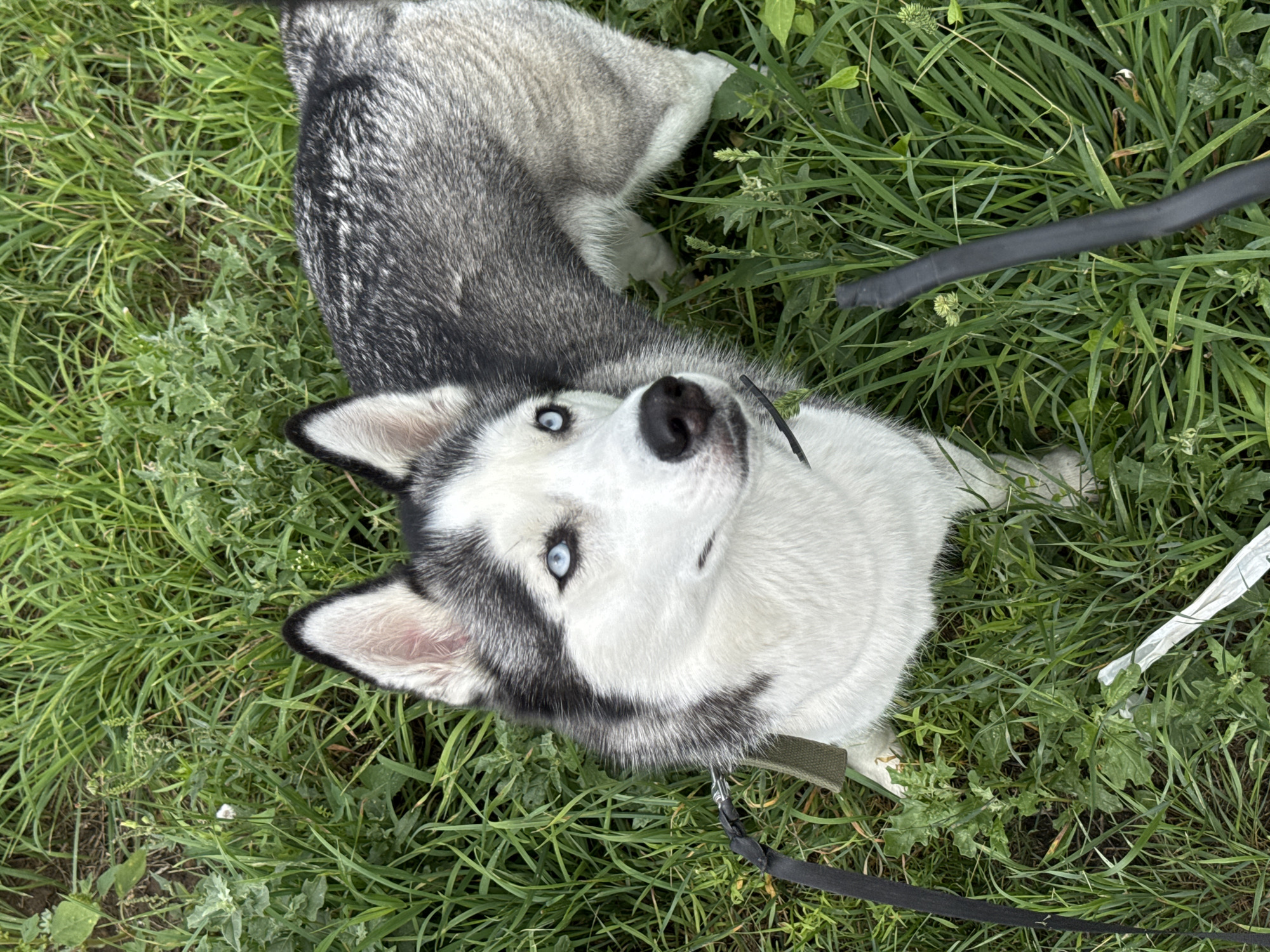 A Siberian Husky with striking blue eyes stands amidst tall green grass in Tolyatti, Russia. The dog's fur is a mix of black and white, with distinct markings on its face. A dark leash is attached to a harness around its neck, extending downwards out of frame. The dog appears alert, looking slightly to its left. The environment is natural, with various types of green vegetation and some dry debris on the ground. The lighting suggests it is daytime.