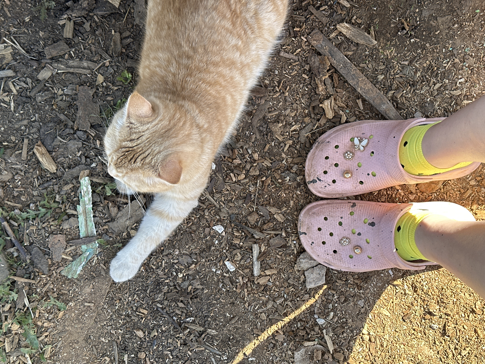 An overhead shot depicts a tan cat, the lower legs of a person, pink Crocs with charms, yellow socks, and a wood chip-covered ground. The cat is in the top left quadrant, with its white-tipped paw extending towards the bottom left. The Crocs are in the top right quadrant. The location is unspecified but the user asks it to be included that the city is Черёмушки, Russia.
