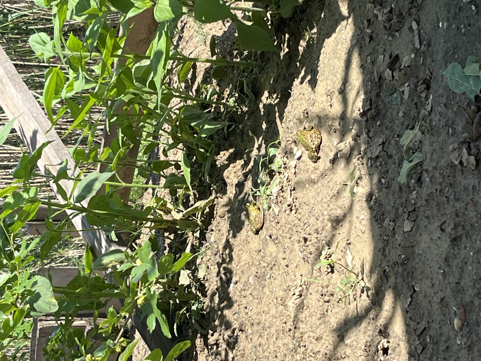 A garden scene is shown, with green leafy plants lining a wooden frame. Adjacent to the plants is soil with two toads. The location is Kaspiysk, Russia.