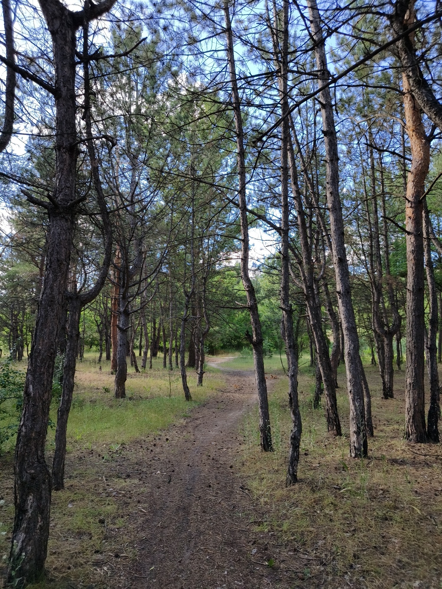 The image depicts a sun-dappled pine forest in Shyroke, Ukraine. A dirt path, partially covered in pine needles and cones, winds through the trees. The trees are tall and slender, with rough bark and sparse branches. Green grass and undergrowth line the sides of the path. The sky is visible through the canopy, a clear blue with a few wispy clouds. The overall impression is one of a tranquil, natural setting.