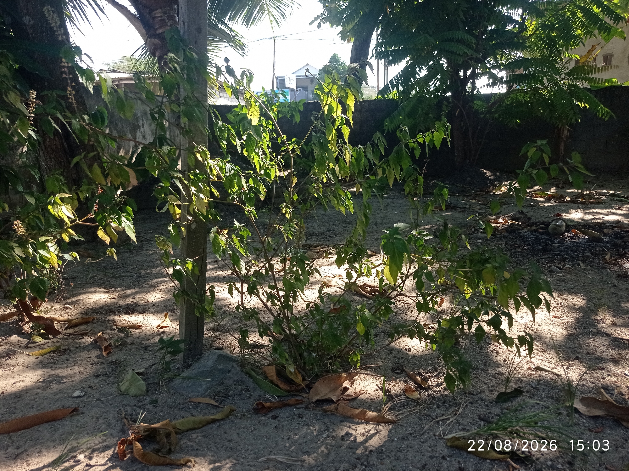 The image depicts a sun-dappled outdoor scene with dry ground, scattered leaves, and vegetation. In the foreground, a bush with green leaves is visible, situated near a wooden post and a large gray rock. Sunlight filters through the leaves, casting shadows on the sandy ground. In the background, a concrete wall separates the area from a backdrop of trees, houses, and utility poles. The date and time stamp "22/08/2026 15:03" is superimposed on the lower right corner of the image. The overall impression is one of a natural, somewhat unkempt outdoor space, likely a yard or undeveloped area, in Pangkalpinang, Indonesia. There are no visible people or animals in the image. The scene suggests a typical day with bright sunlight.