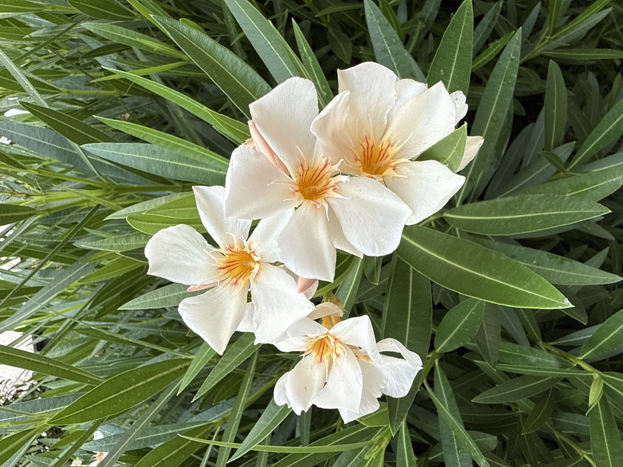 A close-up, vertical shot captures a cluster of white flowers with orange and red centers, set against a backdrop of lush, green foliage. The flowers have five delicate, pointed petals each. Water droplets are visible on some of the petals and leaves, suggesting a recent watering or dew. The leaves are long and slender, with a prominent central vein, and they are densely packed, creating a rich green texture. The lighting appears to be natural, likely from overhead, casting soft shadows and highlighting the texture of the petals and leaves. The overall impression is one of natural beauty and freshness.