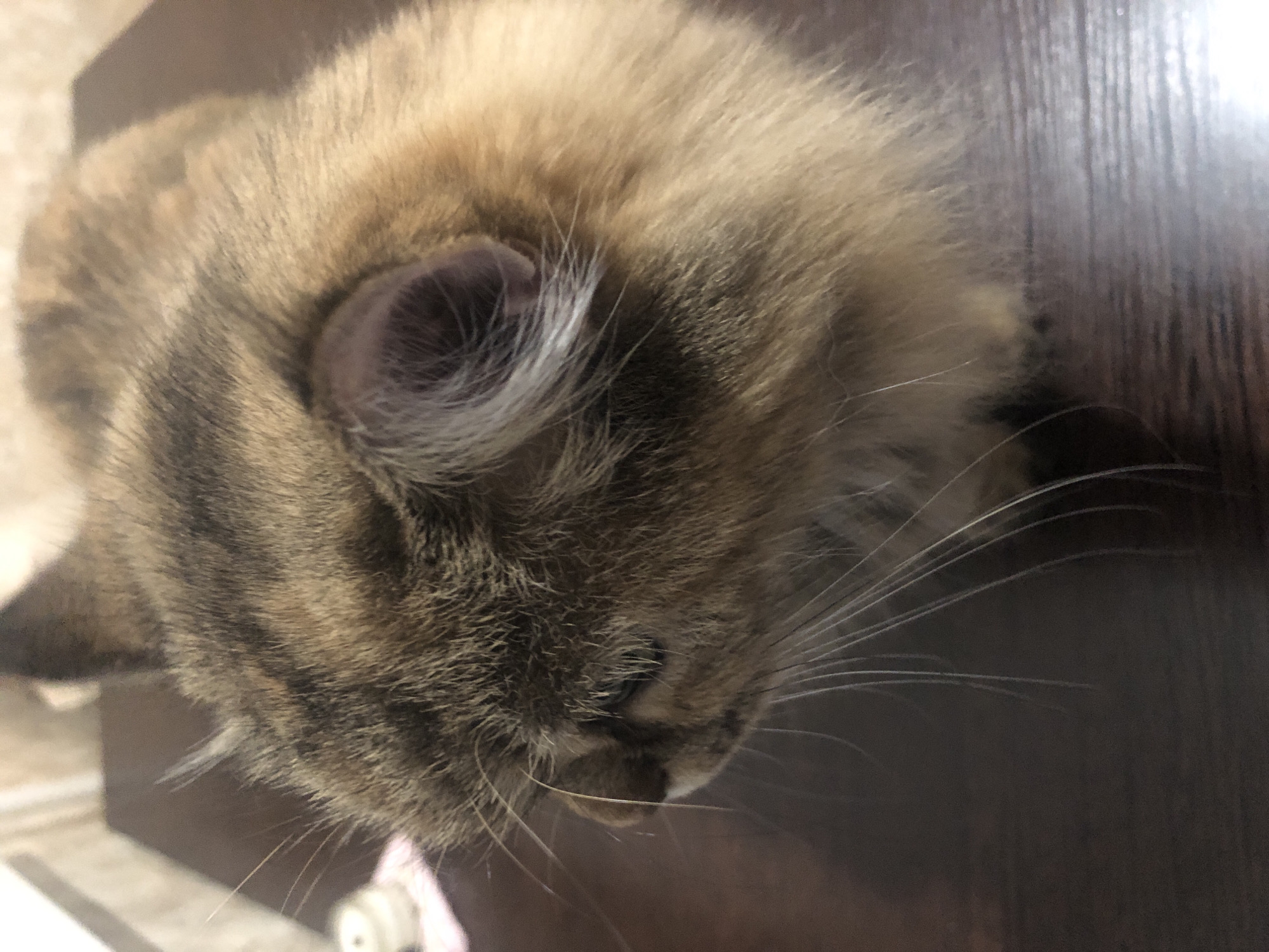 This is a close-up, top-down, sideways shot of a cat's head. The cat has tabby markings with stripes of brown, black, and tan. Its fur appears soft and fluffy. The cat's left eye is visible, and it is partially closed with a pale blueish tint around it. The cat's whiskers are long and white, fanning out from its face. The cat is resting on a dark brown, wooden surface, possibly a table or floor, which has a visible wood grain texture and reflects some light. The background is blurred, but it appears to be a light-colored, textured surface, and a small, out-of-focus white object with a pink detail is visible at the bottom left. The lighting suggests it is indoors, possibly in natural or artificial light. The cat's posture and partially closed eye might indicate it is relaxed or drowsy. There is no visible text in the image.