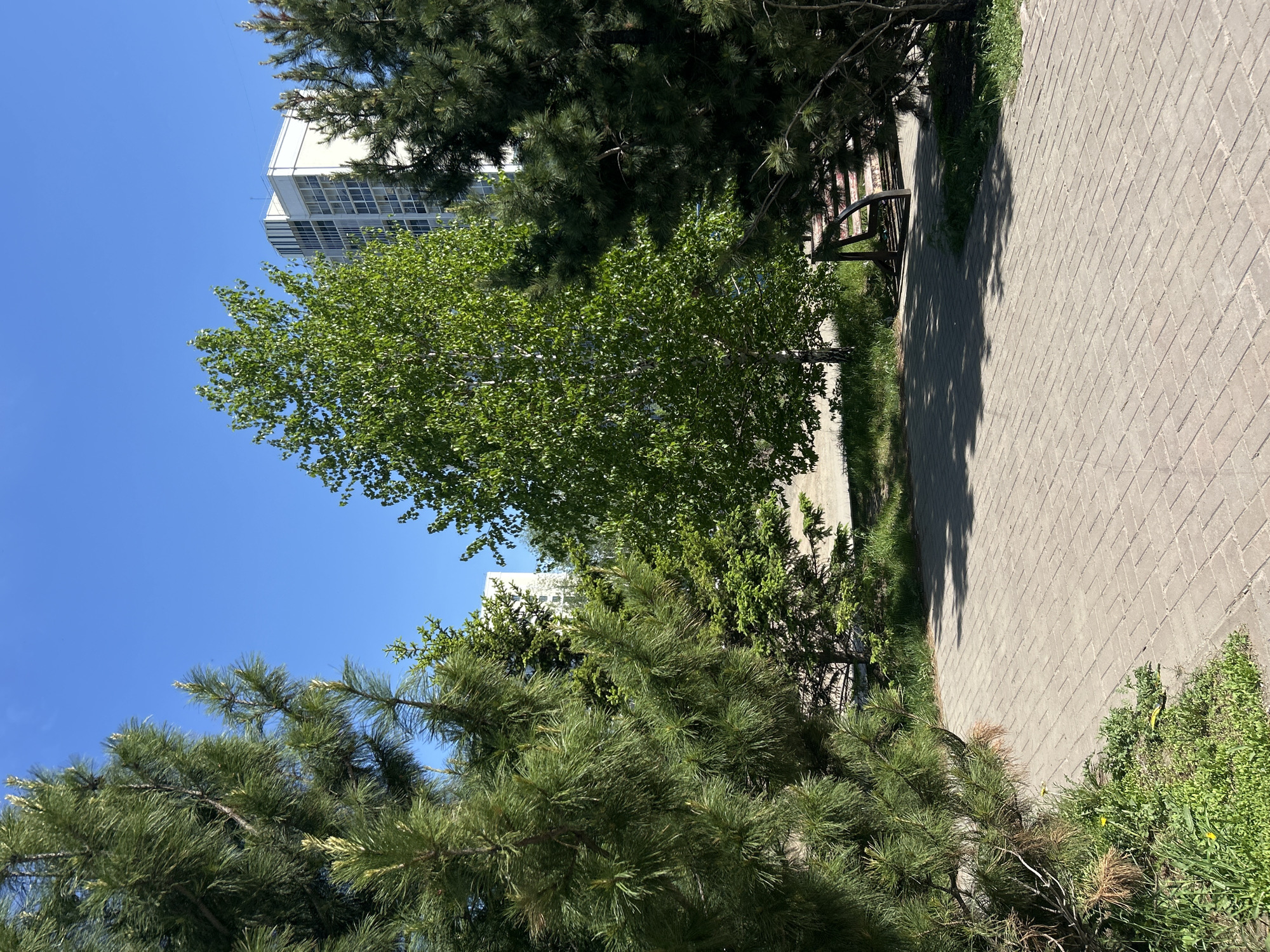 The image depicts a vibrant outdoor scene on a clear, sunny day, featuring a paved pathway, various trees, and modern buildings. A brilliant, cloudless blue sky dominates the upper portion of the frame. Lush green foliage, including both coniferous trees with dark, dense needles and a lighter green deciduous tree, fills the mid-ground and edges of the foreground. Some conifers show new, paler green growth at their tips.
A light-colored paved pathway, made of rectangular interlocking bricks, runs along the right side of the image, appearing to recede into the distance. Distinct shadows from the trees are cast across this path, indicating a high sun position. Partially visible next to the pathway, tucked beneath the shade of the trees, is a park bench with a dark metal frame and wooden slats.
In the background, two modern, multi-story white buildings with numerous windows rise against the sky, partially obscured by the tree canopy. These structures suggest an urban or developed area. The ground bordering the path consists of green grass and various bushes, some of which feature small yellow flowers. No people or specific activities are visible in the scene. The bright sunlight and sharp shadows suggest it is midday or early afternoon. There is no visible text.