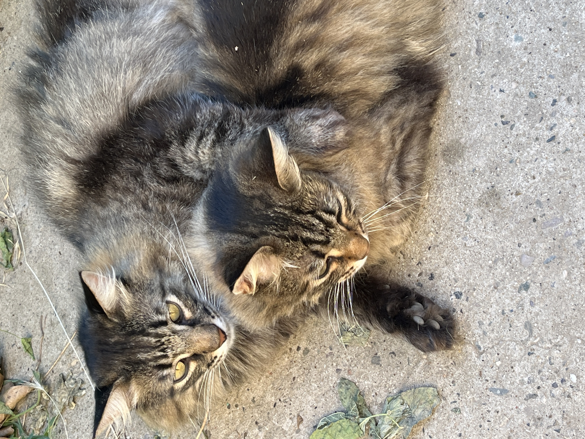 Two tabby cats are resting on a concrete surface outdoors. The cat in the foreground is lying on its side, facing downwards, with its head resting on the other cat. The cat in the background is lying on its back, with its head turned towards the viewer. Both cats have long, fluffy fur and appear to be relaxed. The concrete surface is rough and speckled with small stones. There are a few fallen leaves and some dry grass scattered around the cats. The image is taken from a high angle, looking down on the cats. The overall lighting suggests it is daytime. There is no indication of the location being specifically in the city of Krasnyye Barrikady, Russia; it is a generic outdoor scene.