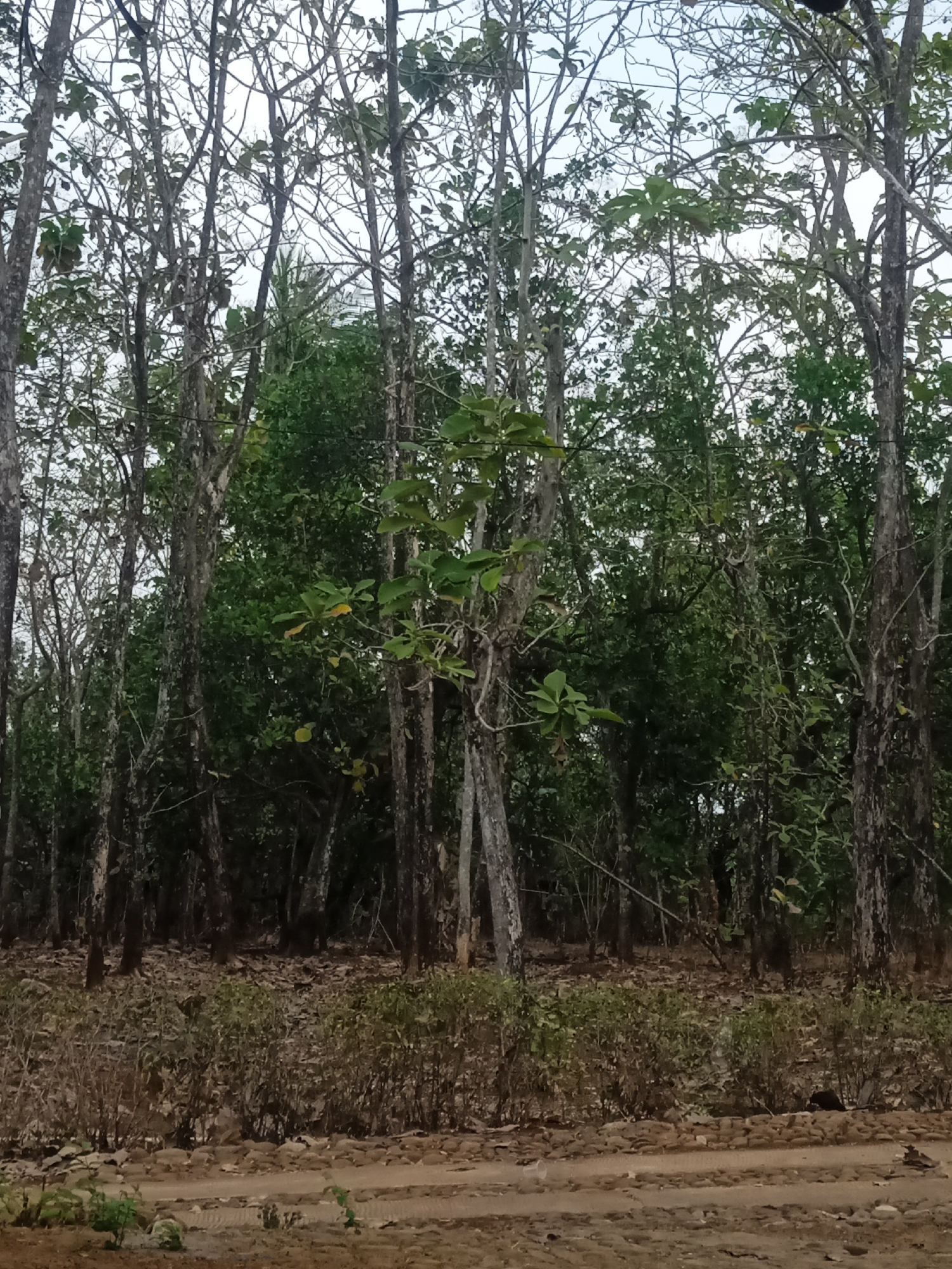 The image shows a densely wooded area with tall trees and an undergrowth of bushes and fallen leaves. The ground in the foreground is a mixture of dirt and small stones, suggesting a path or unpaved area. The overall scene appears natural and undeveloped.