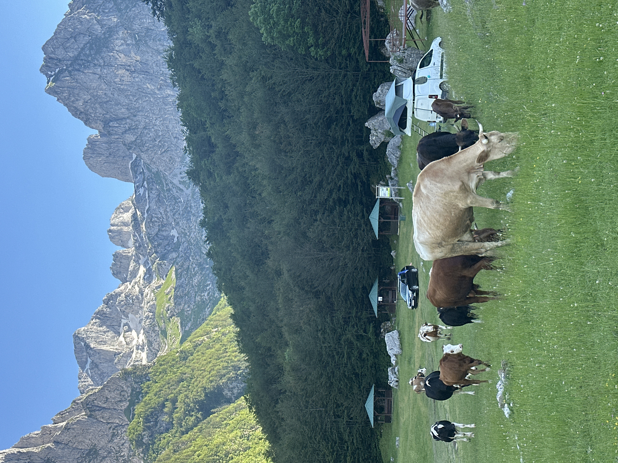 This is a landscape photograph taken in Dolja, Montenegro, showcasing a mountainous terrain with a clear blue sky. In the foreground, a herd of cattle grazes in a lush green meadow dotted with small white wildflowers. Several cows are visible, with colors ranging from black and white to brown and cream.
Further back, a grassy clearing features several wooden gazebos with green roofs, providing shelter. A black car is parked near one of the gazebos, and a white van with a rooftop tent is also present, suggesting a camping or recreational area. The background is dominated by a dense forest of dark green trees, which climb up the slopes of imposing, rugged mountains. The mountains themselves are rocky and imposing, with some patches of snow visible on their upper reaches. The scene is illuminated by natural sunlight, casting a warm glow on the landscape.