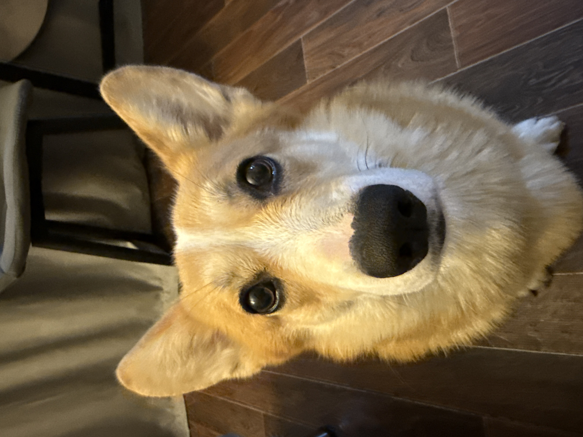 A close-up, high-angle shot depicts a corgi dog lying on a dark-brown wood-paneled floor. The dog is light tan and white with a black nose and dark eyes. A chair with a gray seat is partially visible in the background. There is no indication of a location in the city of Votkinsk, Russia.