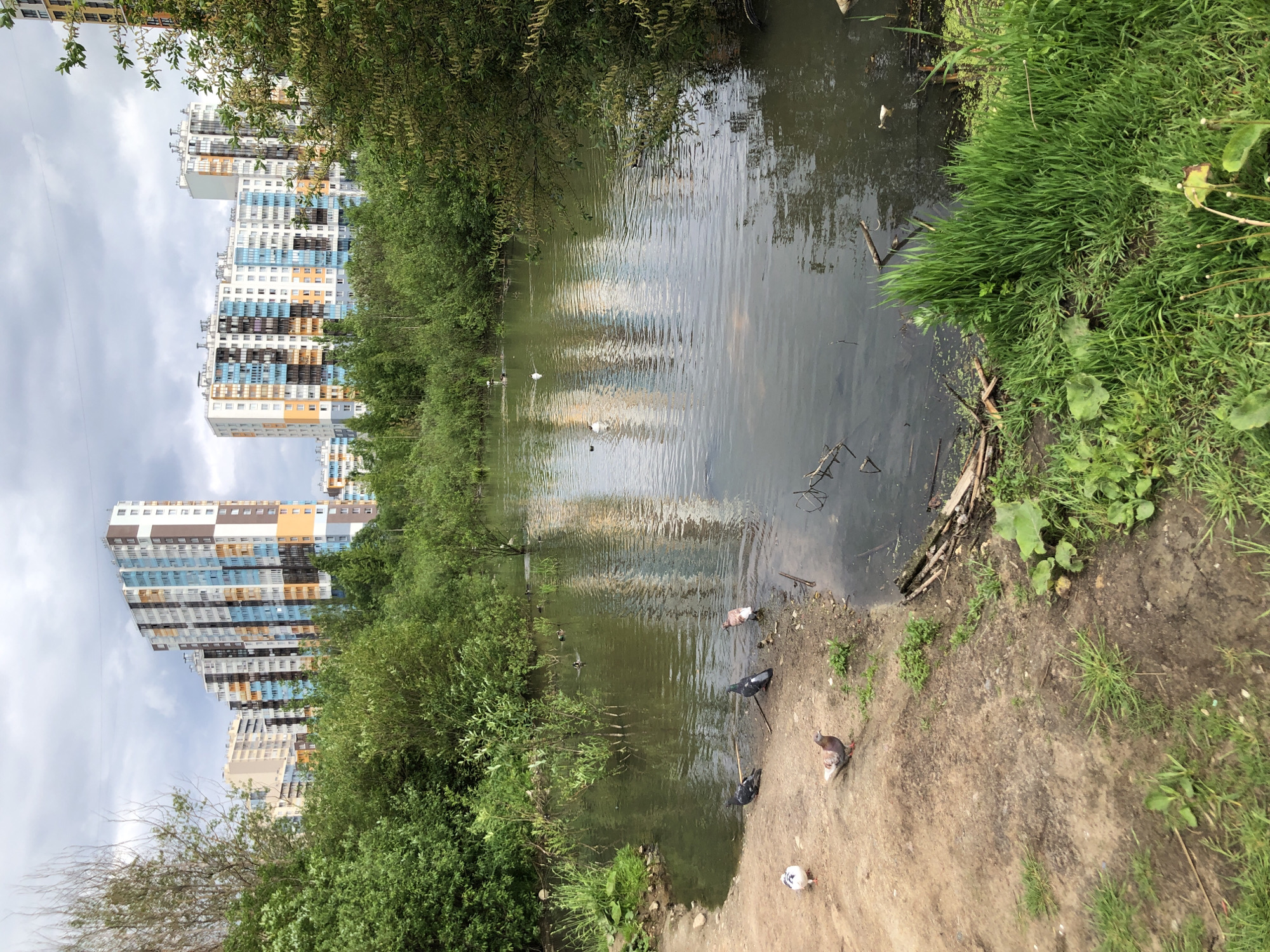 The image depicts a natural pond surrounded by lush green vegetation, with several pigeons on the muddy bank in the foreground. In the background, a cluster of modern, colorful high-rise apartment buildings rises against a cloudy sky. The architecture of these buildings, characterized by their bright facades and varied heights, is typical of recent urban development projects in Saint Petersburg, Russia. The scene suggests a juxtaposition of urban infrastructure with a pocket of nature within the city.