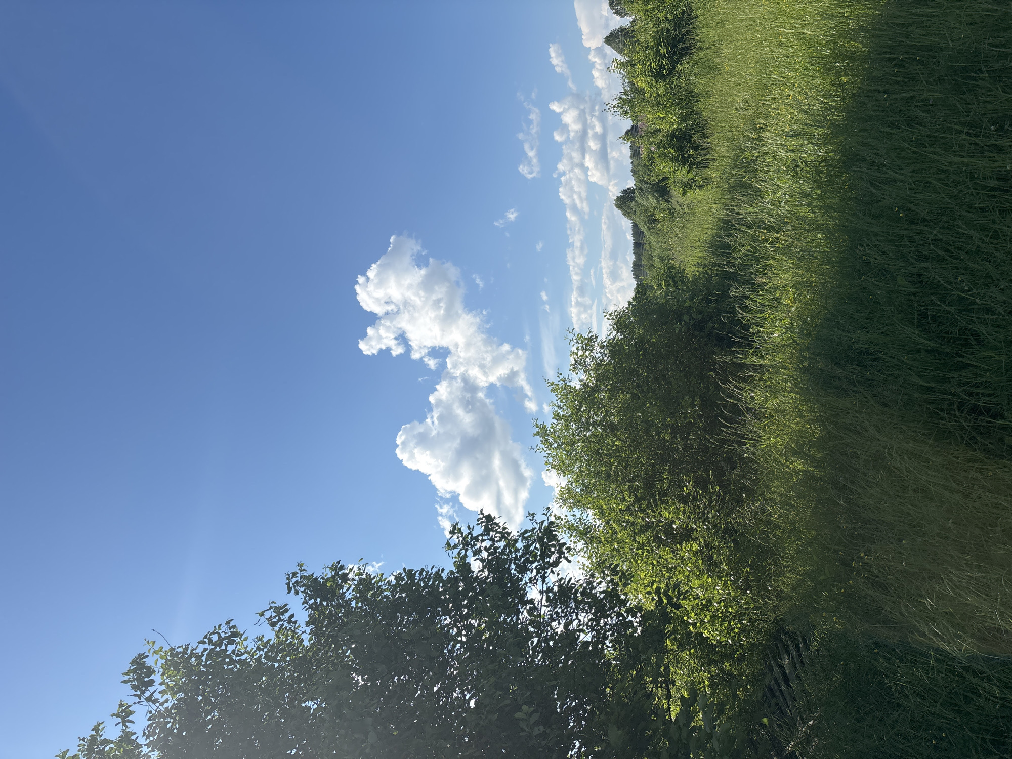 The image depicts a sunny day with a bright blue sky and scattered white clouds. A large, leafy tree dominates the left side of the frame, with its branches reaching towards the sky. In the foreground, tall green grass sways gently, with some patches of shadow cast from the tree. In the middle ground, a dense cluster of green bushes and trees creates a lush, natural landscape. In the background, a line of trees and some indistinct structures suggest a rural or semi-rural setting. The overall impression is one of a serene summer day in a natural environment. The location is specified as Kurgan, Russia, but the image itself does not contain any specific visual cues to confirm or deny this location.