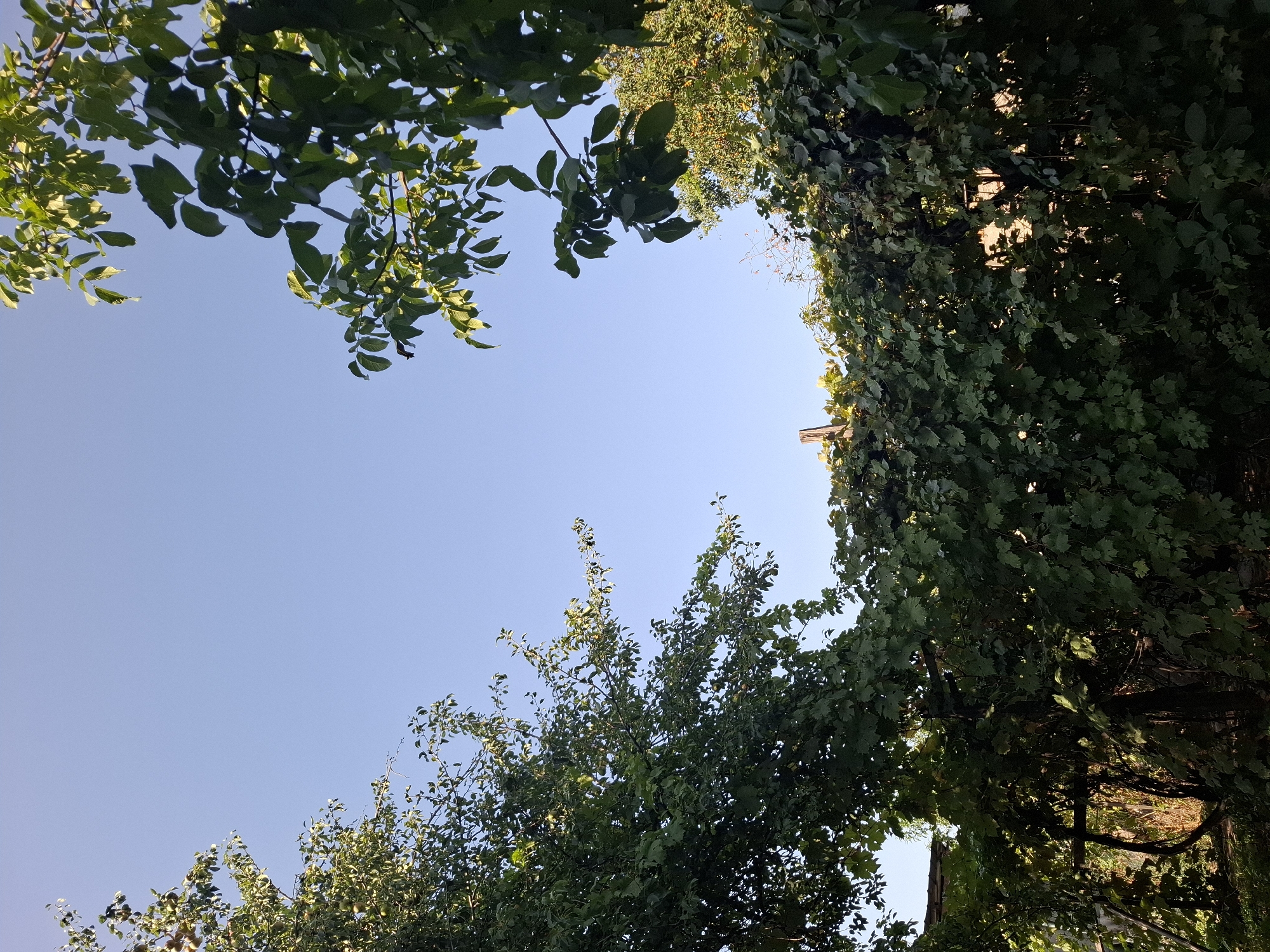 The image depicts a clear blue sky with sunlight filtering through the leaves of several trees and a dense vine-covered structure. The foreground is dominated by lush green foliage. The trees on the left and right edges of the frame are deciduous, with branches extending towards the center. The vine-covered structure appears to be a fence or arbor, with many leaves and some visible branches creating a textured barrier. The overall impression is one of a natural, possibly overgrown, outdoor space. The image does not contain any people or specific landmarks that would indicate a precise location within Almaty, Kazakhstan. It is a generic outdoor scene focusing on vegetation and sky.