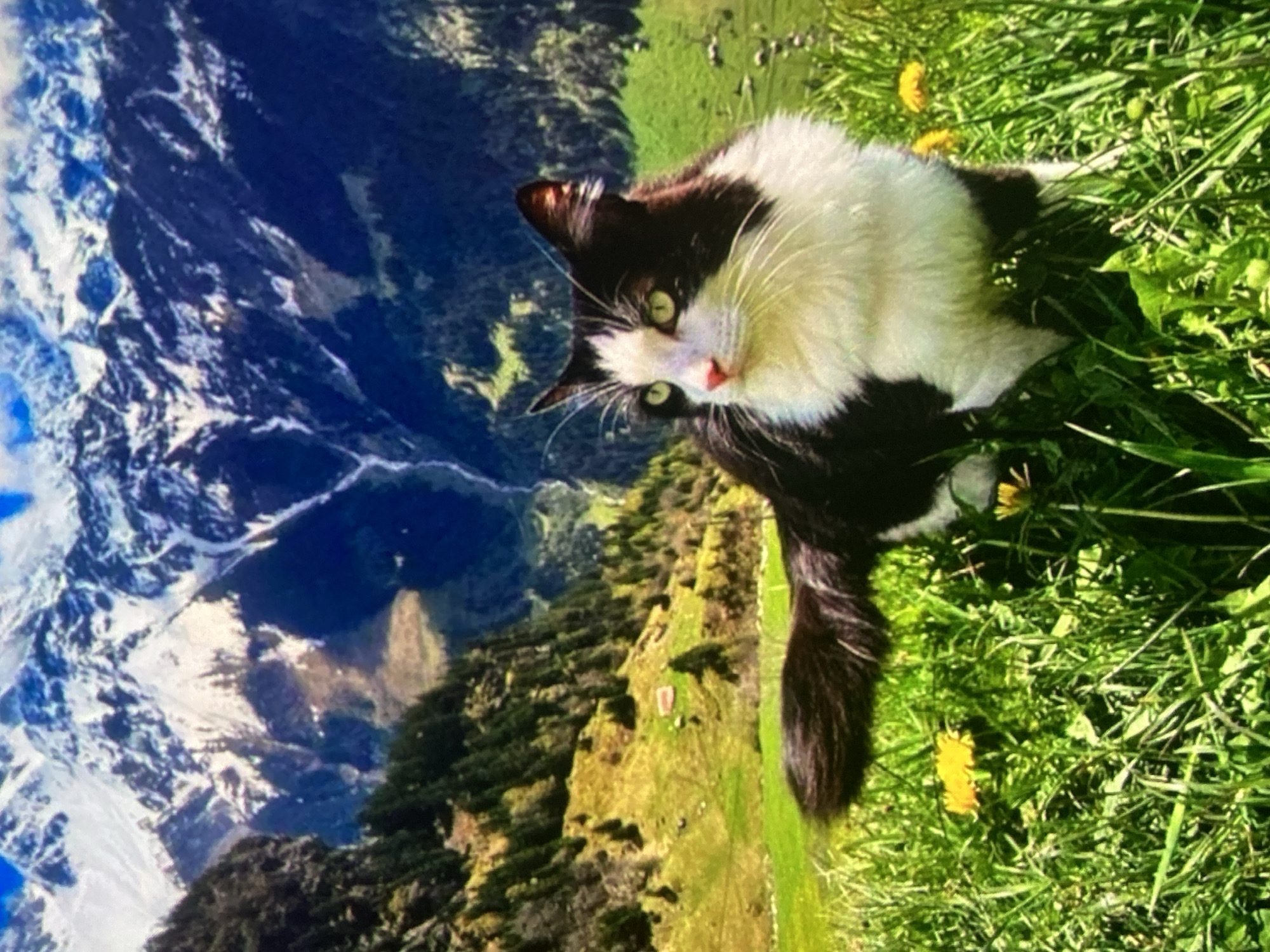 A black and white cat with green eyes sits in tall green grass dotted with yellow dandelions. Behind the cat, a lush green hillside slopes upwards, covered with scattered trees. In the background, rugged, snow-capped mountains rise against a blue sky with white clouds. The scene is a pastoral mountain landscape. There is no indication of the city of Ustyvytsia, Ukraine.