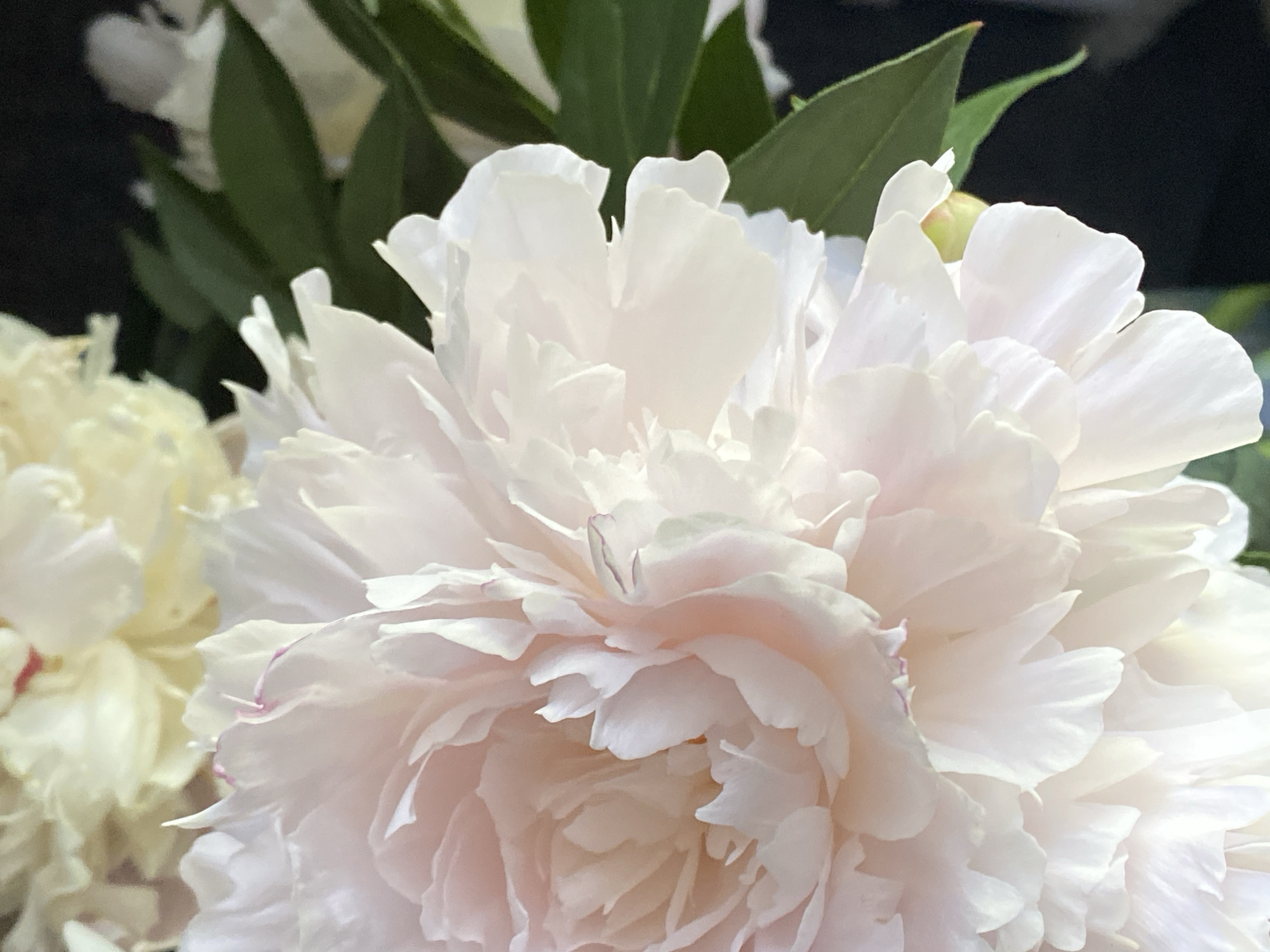 The image is a close-up photograph of a pale pink peony flower. The petals are delicate and layered, with soft shading that transitions from a deeper pink towards the center to a creamy white at the edges. A hint of purple can be seen along the tips of some petals. In the background, out of focus, are other peonies in lighter shades of white and yellow, along with dark green leaves. The overall impression is one of softness and natural beauty. The image does not depict any location in the city of Chaikovsky, Russia, nor does it show any people, actions, or interactions.