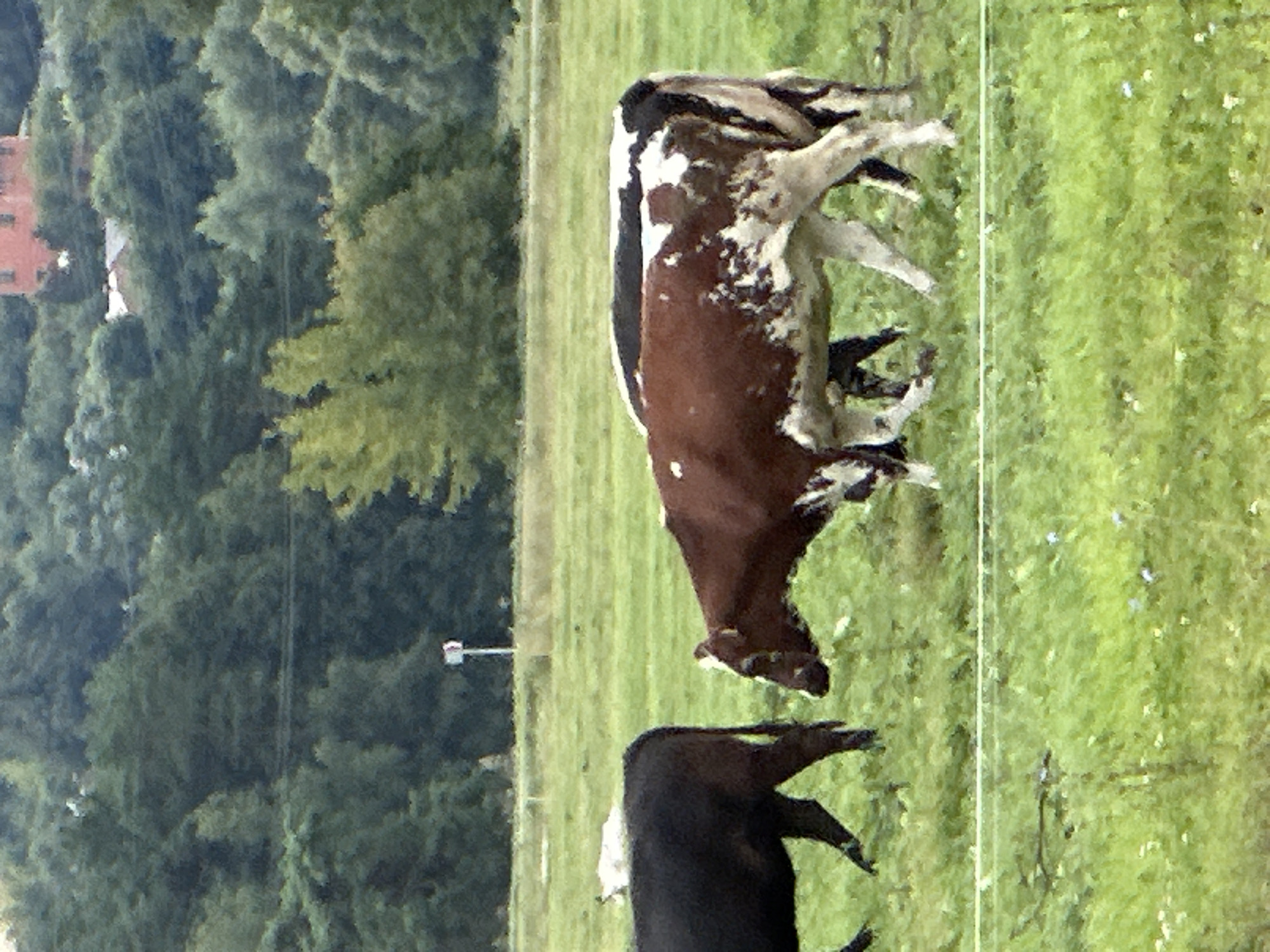 The image depicts a pastoral scene with multiple cows grazing in a lush green field. In the foreground, a black cow stands to the left, facing away from the camera. To its right, a brown and white cow is partially visible, also facing right and grazing. Behind these two, another cow, primarily black and white, is visible with its back to the camera. In the background, a line of trees creates a dense forest, beyond which is a faint view of buildings, possibly including a pink structure. The environment appears to be a rural or semi-rural area, likely in Dubrovitsy, Russia, given the context. The lighting suggests it is daytime, possibly overcast, given the muted colors. The ground is covered in green grass with scattered wildflowers.