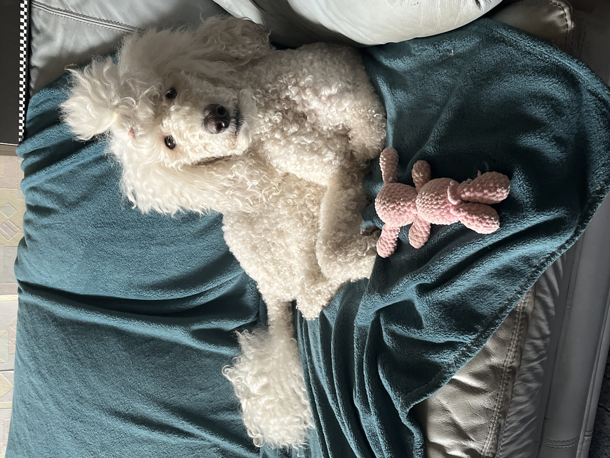 A white poodle lies on a teal blanket draped over a couch. The poodle has a pouf of fur on its head, secured with pink hair ties. A small, pink crocheted toy is placed on the blanket near the poodle's paws. The couch appears to be made of light-colored leather. The background shows a wall with a patterned wallpaper. There is no visible indication of the city of Krasnoyarsk, Russia, or any other specific location.