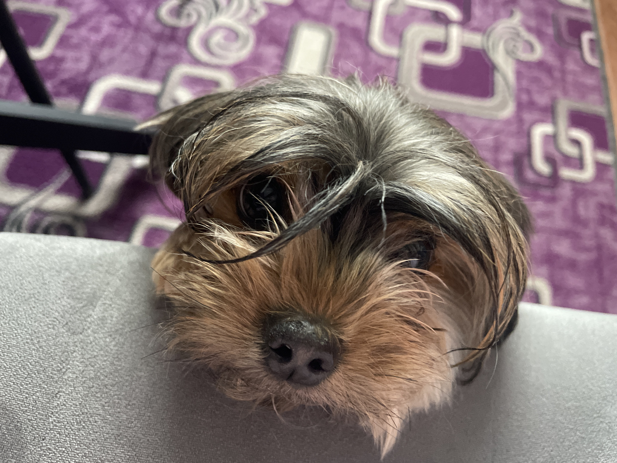 A close-up, eye-level photograph features the head of a small dog, likely a Yorkshire Terrier, peeking over and resting on a light gray upholstered surface, possibly a chair back or sofa arm. The dog's fur is a mixture of brown, black, and gray, appearing long and somewhat tousled, with strands falling across its face, particularly obscuring part of its left eye. Its dark, expressive eyes gaze directly at the viewer, conveying a sense of curiosity and attentiveness. The dog's black, moist nose is a central feature in the lower part of its face.
In the background, a purple carpet or rug with a distinctive pattern of swirling and angular white or light gray abstract designs is visible. A dark, possibly metallic, object, which could be part of furniture like a chair frame, is partially seen in the upper left corner. The setting appears to be indoors, suggesting a domestic environment in Медведево, Russia. The lighting is soft and even, typical of an indoor space. There is no discernible text within the image.