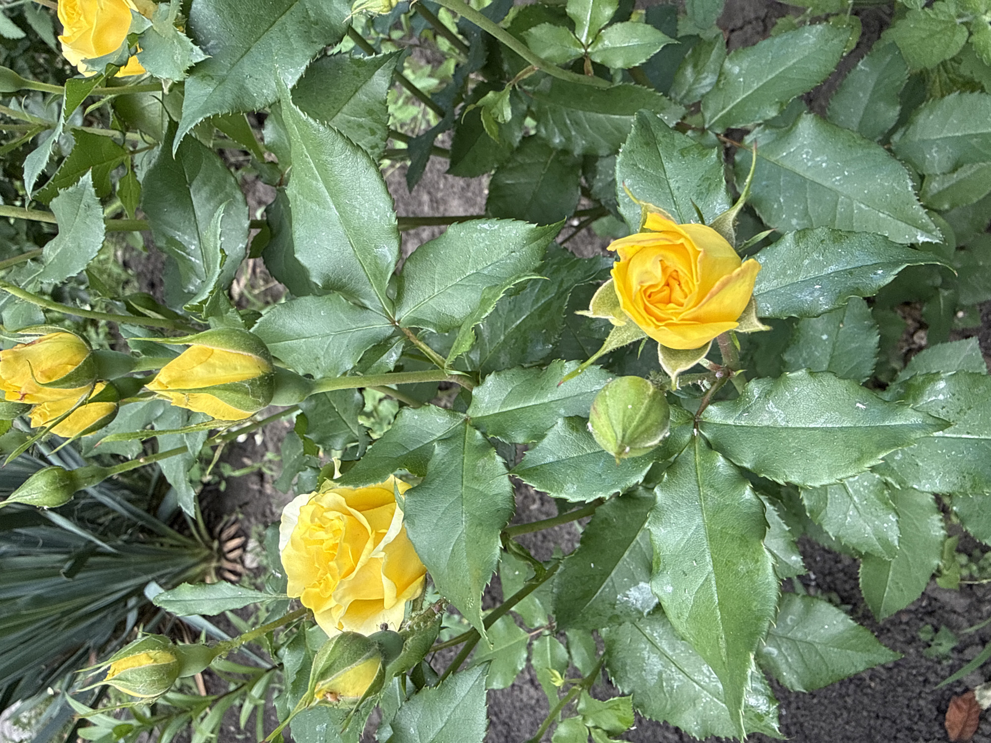 A close-up, eye-level shot captures a bush of yellow roses in bloom, with several buds also visible. The roses are vibrant yellow, with some fully open and others still partially closed. The leaves of the rose bush are a deep green and appear to be slightly damp, possibly from recent rain. In the background, the pointed, blade-like leaves of a yucca plant are visible, along with dark soil and a hint of what looks like dry leaves. The lighting suggests it is daytime, with diffused light indicating an overcast sky or shade. There are no people or animals in the frame.