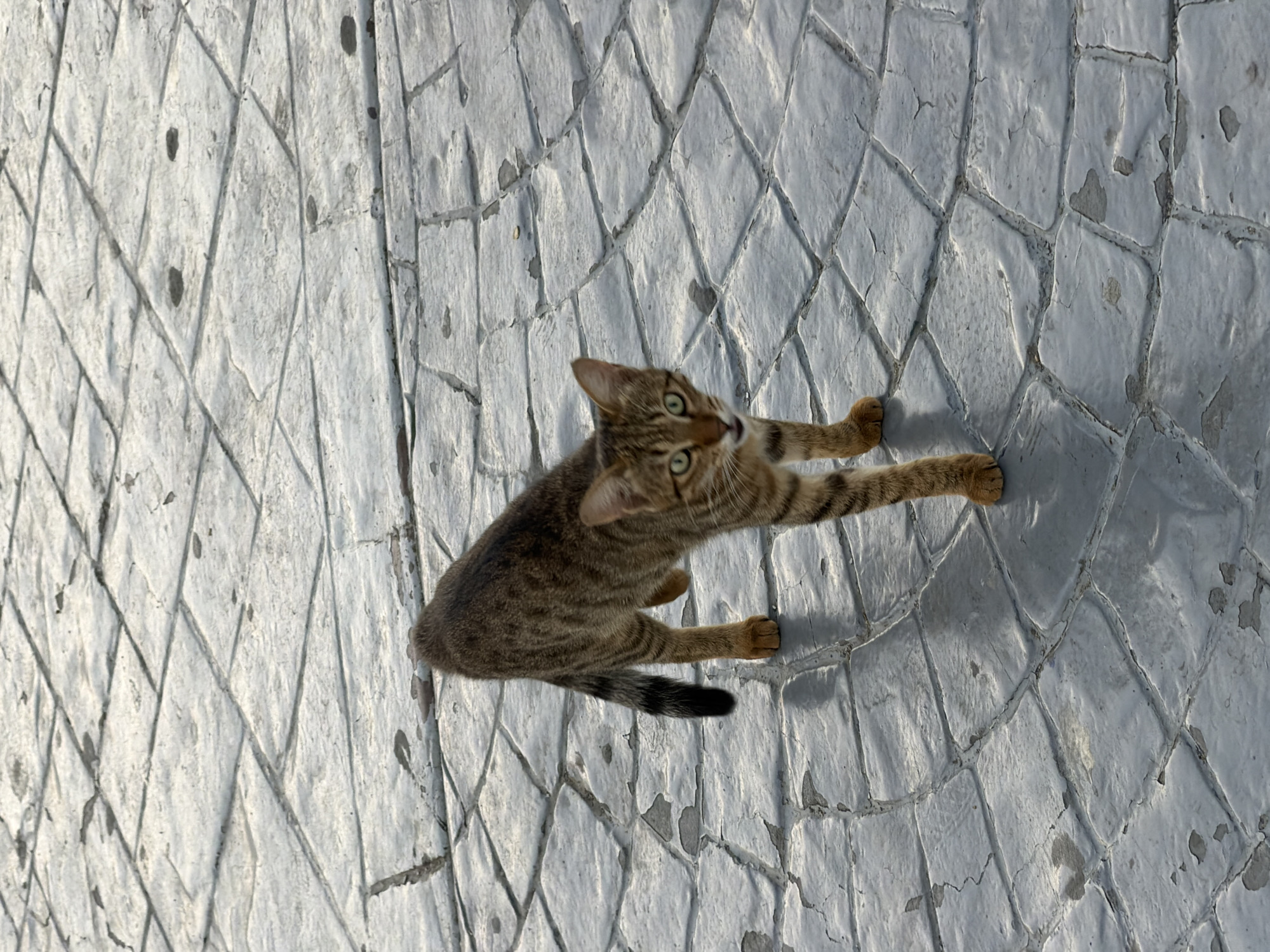 A domestic shorthair cat is captured in a high-angle shot, seemingly playing or exploring on a textured, light-colored tiled surface. The cat, primarily brown with tabby markings and black stripes, is looking upwards and to the left with wide, alert green eyes. Its body is partially extended, with one front paw reaching forward, suggesting movement or curiosity. The tail is visible, tipped with black.
The tiled surface appears to be outdoors, with distinct geometric patterns that create a diamond-like grid. The tiles are worn and slightly irregular, with some darker spots and cracks, suggesting they are weathered or aged. Shadows cast by the cat and the uneven surface indicate bright lighting, likely from the sun.
The scene evokes a sense of casual observation, perhaps a moment captured while walking by. The cat's posture and gaze suggest it is engaged with something or someone out of frame, possibly a playful interaction or an alert reaction. The overall impression is one of an everyday moment in an outdoor setting, with the cat as the central focus of the image. No text is visible in the image.