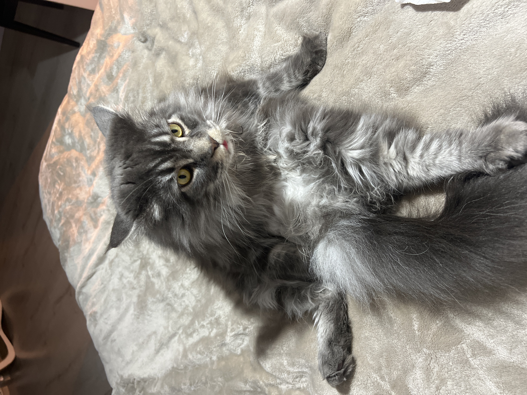 A medium shot captures a fluffy grey Maine Coon cat resting on a beige blanket. The cat is seated with its legs splayed outwards and its tail curled behind it. Its head is turned slightly towards the camera, revealing bright yellow eyes and a small pink tongue peeking out from its mouth. The cat's fur is long and layered, with darker grey stripes accentuating its face and body. The blanket appears soft and textured, with visible folds and shadows that suggest it is draped over a surface, possibly a bed. The background is out of focus but shows wooden flooring and a hint of furniture. The lighting appears to be artificial, casting a warm glow on the scene. No people are present in the image. The location is not specified in the image or the provided context.