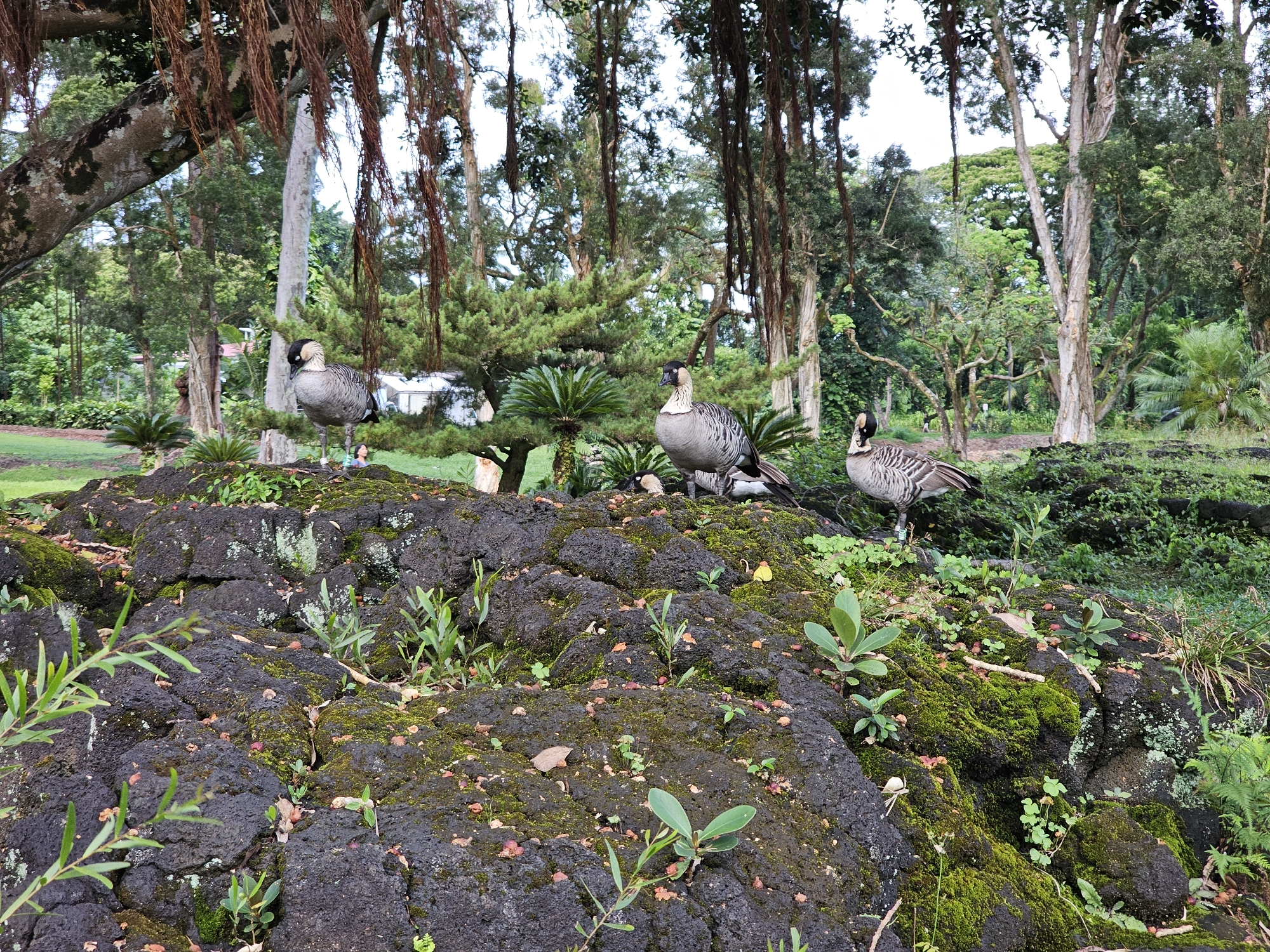 The image depicts a group of four Hawaiian geese, also known as Nene, standing on a rocky, moss-covered outcrop in Hilo, Hawaii. The geese are facing in various directions, with some looking towards the camera and others looking away. The rocky formation is interspersed with small green plants and scattered red seed pods. In the background, a lush, green forest with tall trees and hanging vines creates a natural and serene environment. The overall scene suggests a wildlife encounter in a tropical setting.