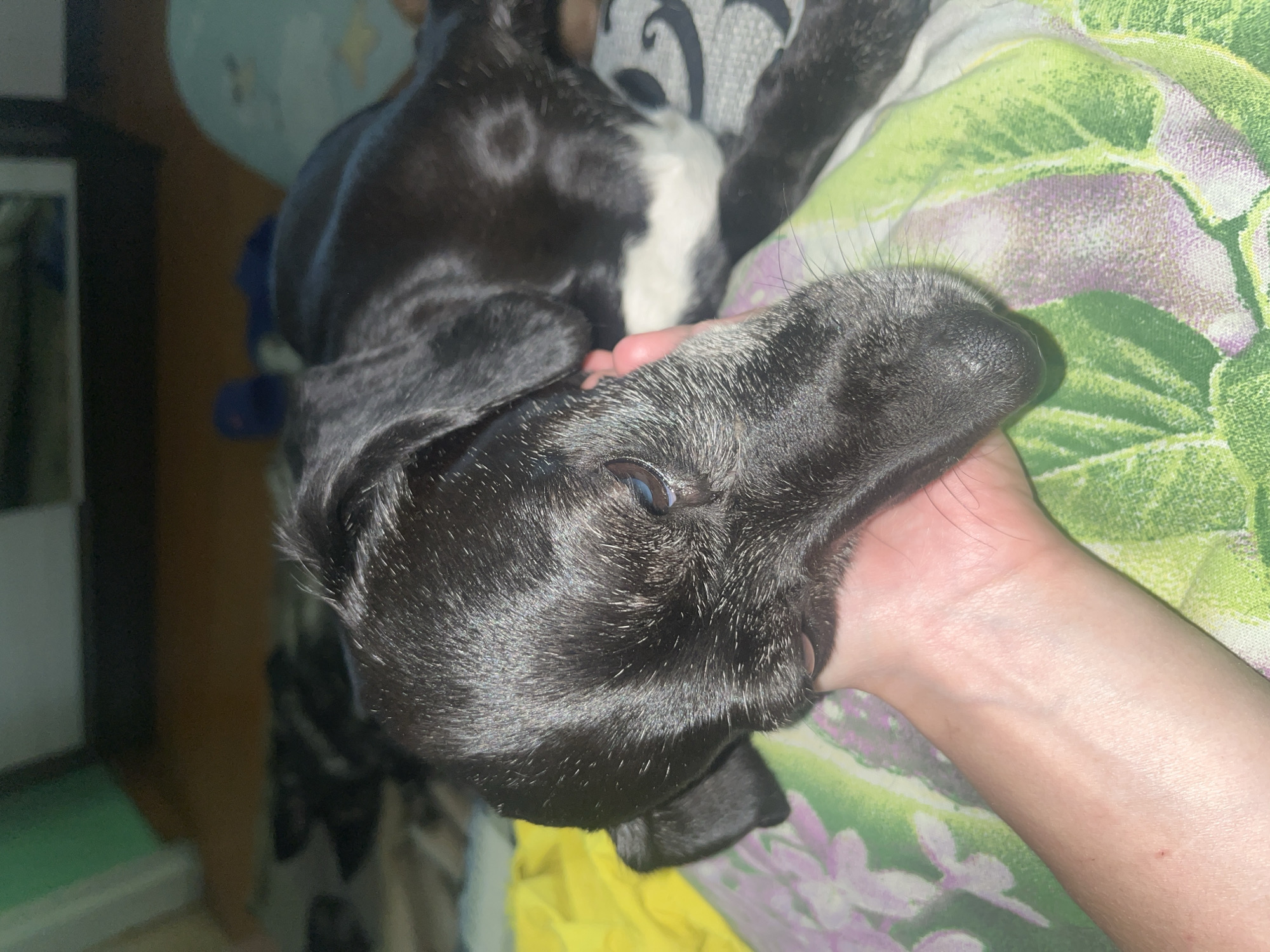 A close-up, angled shot captures a black dog resting on a bed with a green and white patterned sheet. A human hand gently supports the dog's head. The dog has a glossy black coat and visible whiskers, and one eye is partially open. Another dog, with a mix of black and white fur, is partially visible in the background. The scene is indoors. The city of Nizhny Tagil, Russia, is not discernible from the image.