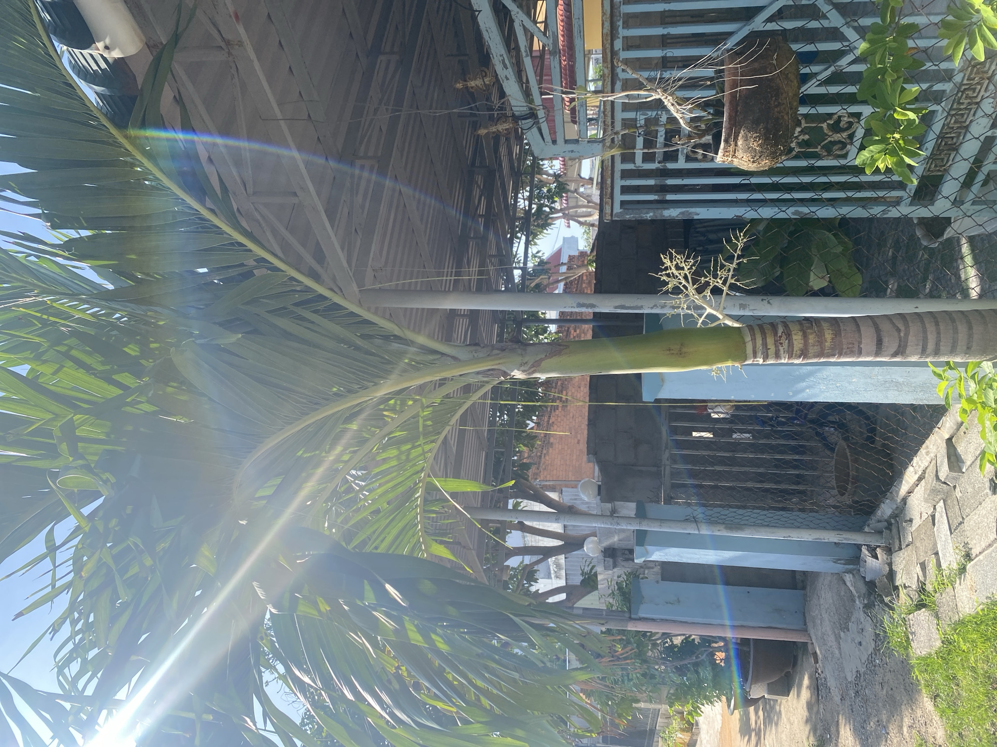 The image depicts a sunlit scene in Mũi Né, Vietnam. A tall palm tree dominates the foreground, its fronds fanning out under a bright sky, catching the sun with lens flare. Behind the palm, a covered structure with a corrugated metal roof is visible, supported by metal poles. To the left, a blue-painted fence runs along a pathway, with large potted plants situated on the ground. A chain-link fence encloses an area to the right, where a rustic, hanging planter made of a natural material is suspended from a pole. The ground is paved with irregular stones and patches of grass. In the background, brick buildings and trees are visible, suggesting a residential or commercial area. The overall impression is one of a tropical outdoor setting bathed in strong sunlight.