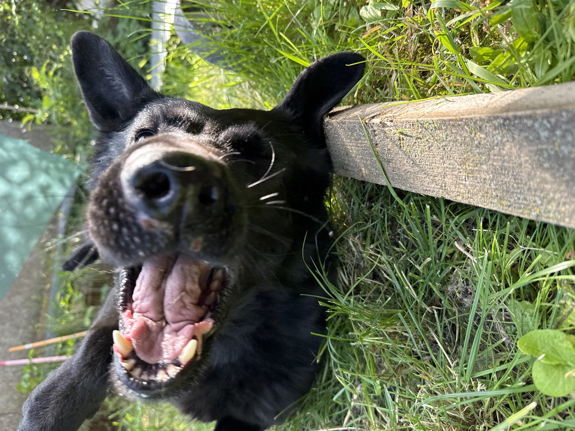 This is a close-up, first-person perspective shot of a black dog with its mouth wide open, panting. The dog's snout and teeth are prominently featured, with its pink tongue and gums visible. The dog appears to be lying down in the grass, as indicated by the blades of grass surrounding it and the close-up view of the ground. A weathered wooden plank or fence post runs diagonally across the right side of the frame, with green grass and foliage on both sides. The lighting suggests it is daytime, with sunlight casting shadows and highlighting textures. The dog's expression, with its mouth open and eyes looking towards the camera, conveys a sense of excitement or exertion, possibly from playing or being in warm weather. There is no visible text in the image.