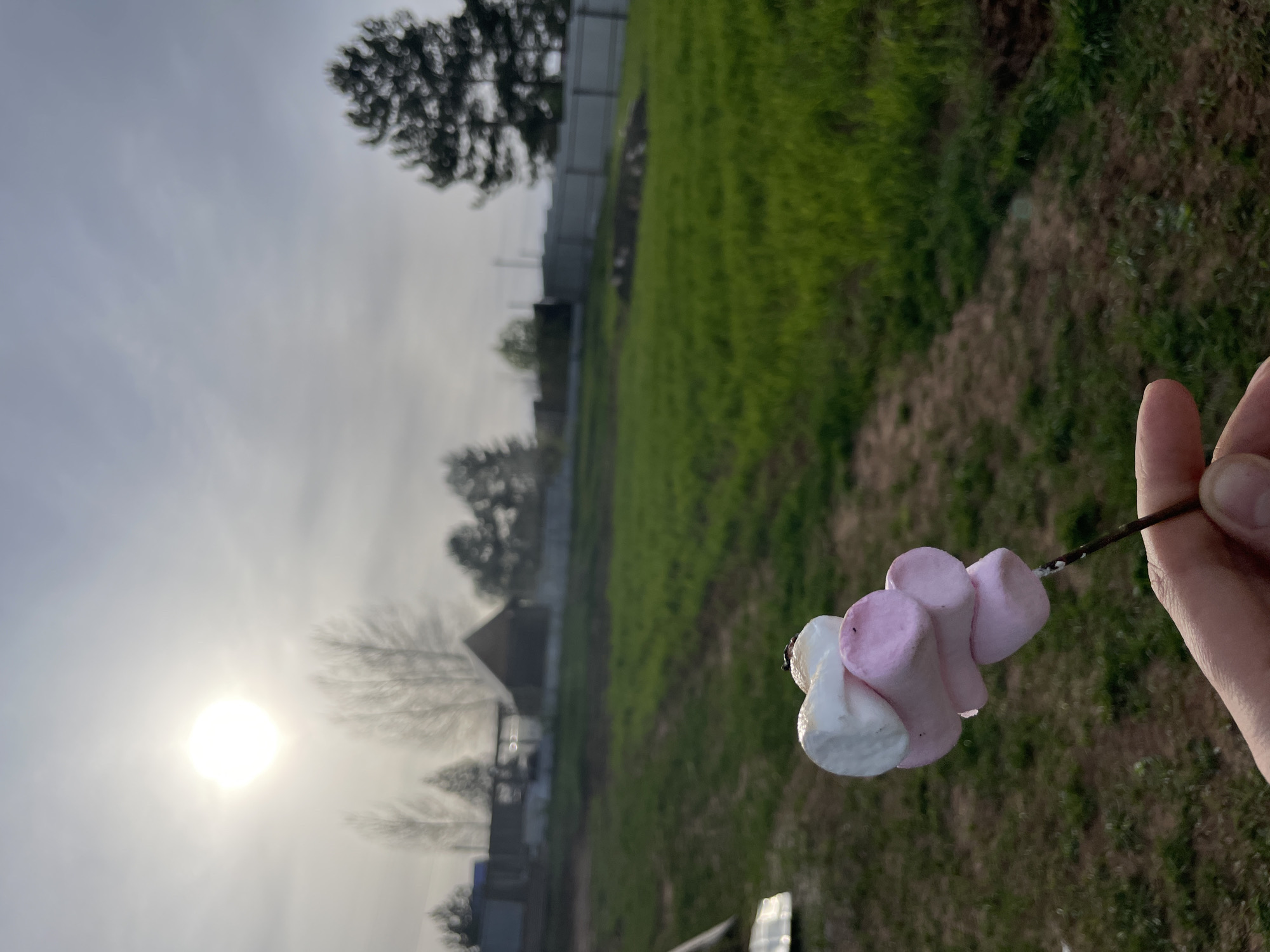 A photograph taken in Unknown, Unknown, shows a hand holding a skewer with four marshmallows, white and pink, against a backdrop of green grass and trees. A house is visible in the distance to the left of the marshmallows. The sun is obscured by thin clouds or fog in the top left corner.