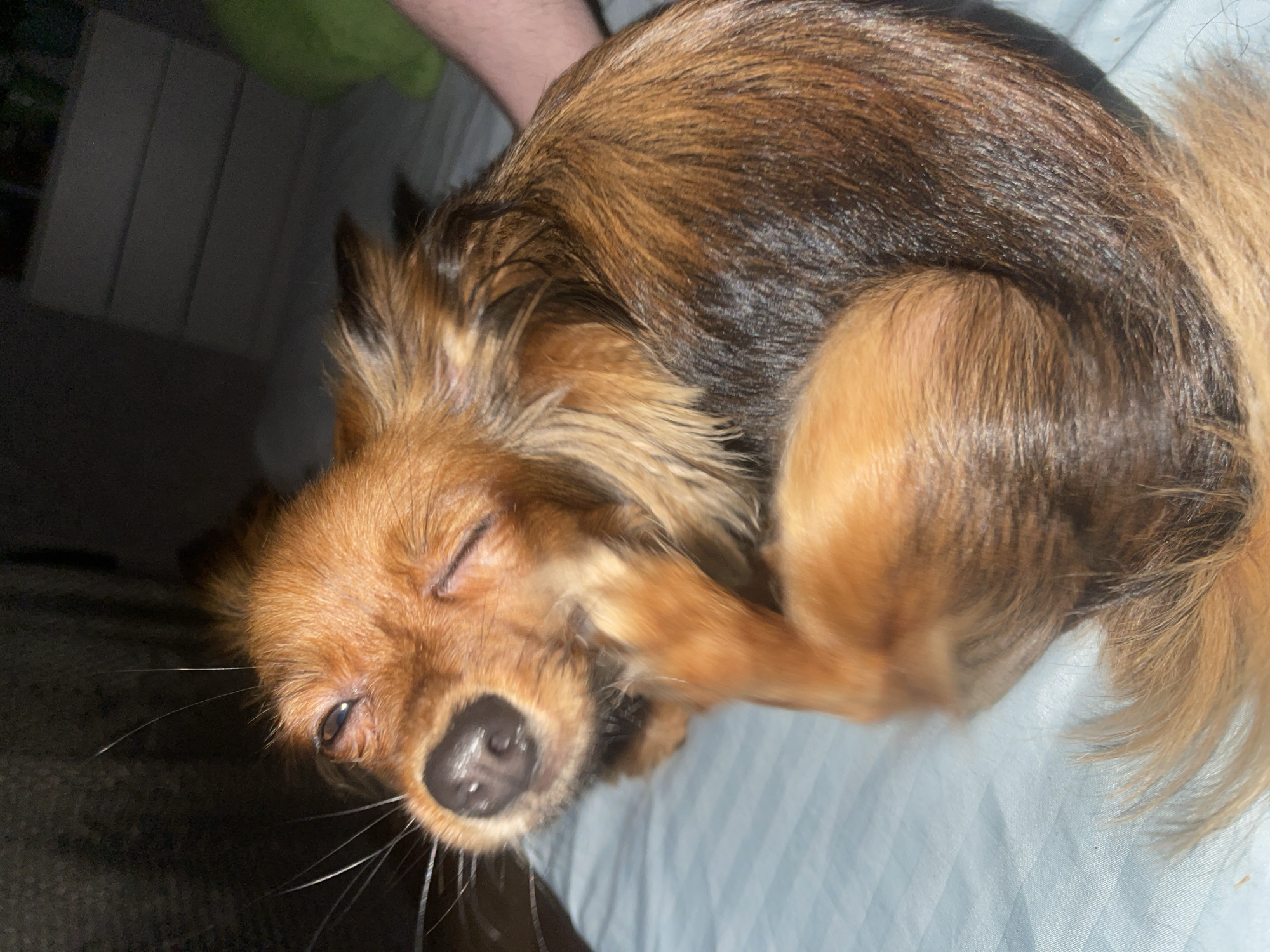 An image shows a close-up of a small, long-haired dog, appearing to be a terrier mix with reddish-brown and black fur, scratching its ear with its hind leg while lying on a light blue, striped surface, likely a bed. The dog's eyes are partially closed, and its head is turned to the side. The background is dark and out of focus, with what appears to be a shelf or furniture in the upper right corner. The lighting suggests an indoor setting at night. There is no information in the image to indicate the location in the city of Марковский, Russia.