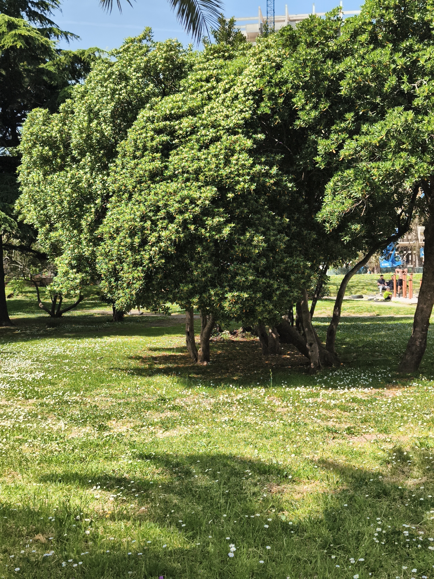 Here is a description of the image.
The image depicts a park on a sunny day. In the foreground, there is a grassy area with a scattering of small white flowers, possibly daisies. Shadows cast by trees fall across the grass, creating a play of light and dark. Several trees with dense green foliage stand in the midground, appearing full and healthy. In the background, one can glimpse some construction or infrastructure, including a crane and part of a building. People are seen in the distance near what appears to be outdoor exercise equipment. The location is Unknown, Unknown.