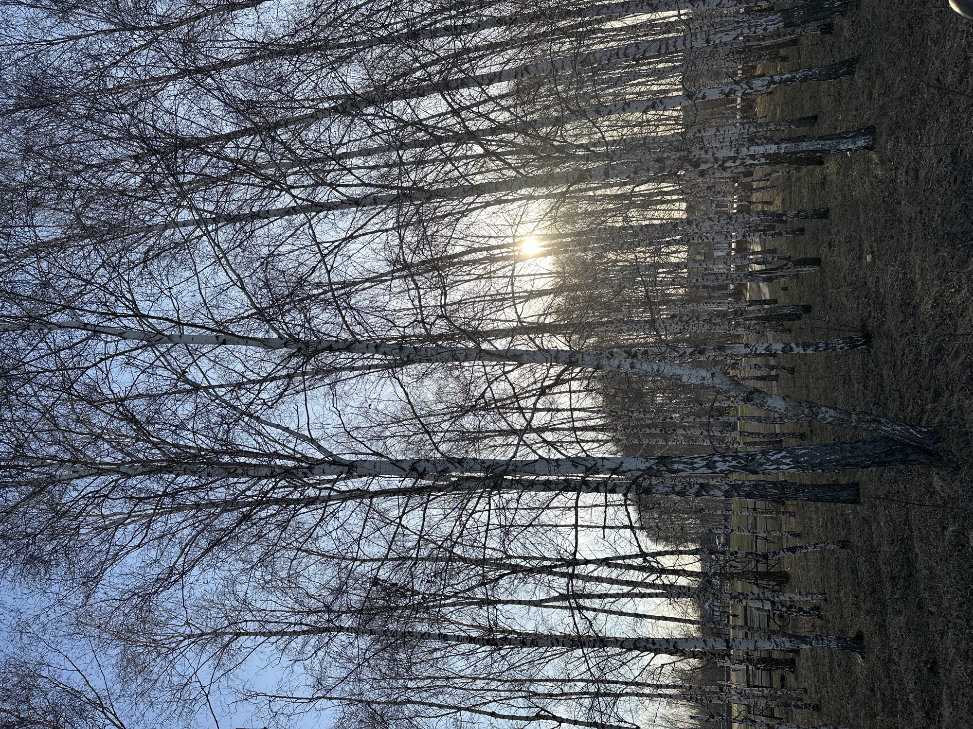This media file captures a serene landscape within a birch grove, likely in Мирный, Russia, given the prevalence of birch trees in the region. The image is dominated by numerous tall, slender birch trees, identifiable by their characteristic white and dark-patched bark. The trees are bare, devoid of leaves, indicating the season is either late autumn, winter, or early spring. Their intricate network of dark branches creates a complex pattern against the sky.
The scene depicts a quiet moment with no discernible human activity or presence. The sun is low in the sky, peeking through the bare branches in the middle-right section of the frame, casting a bright sunburst and suggesting either early morning or late afternoon. The sky visible between the branches is a clear, light blue. The ground beneath the trees is covered in dry, muted brown grass or sparse vegetation, consistent with a colder season. The overall atmosphere conveyed is one of peaceful solitude and the stark beauty of nature. There is no visible text in the image.