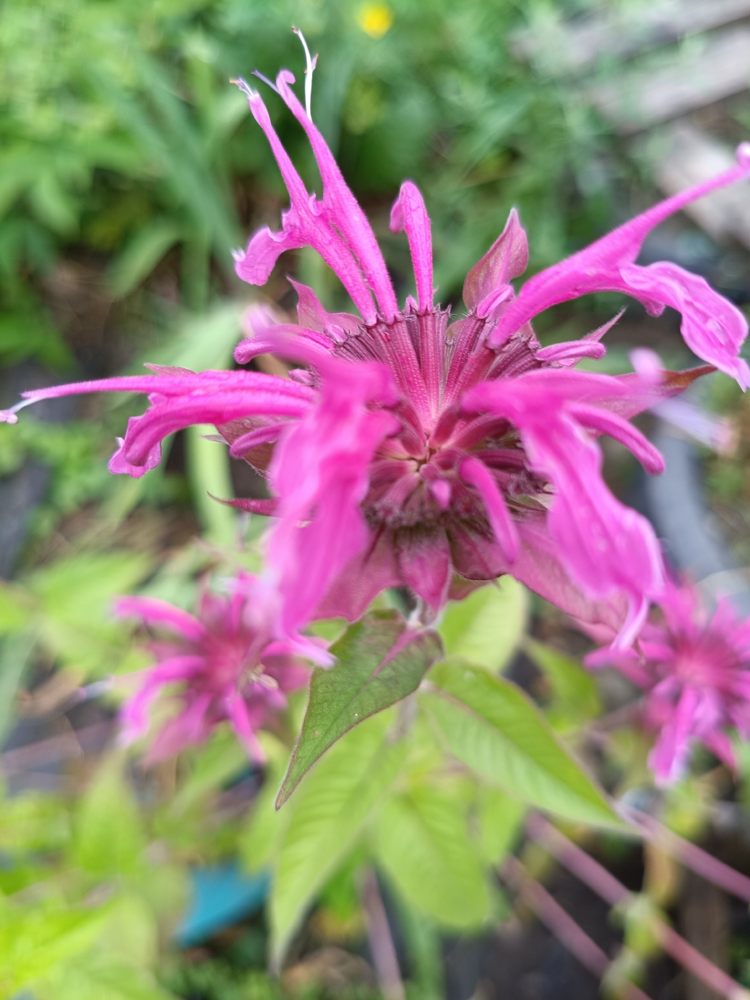 A close-up, slightly blurred photograph captures a vibrant pink flower with delicate, elongated petals against a backdrop of green foliage. The flower is the primary subject, with its intricate structure and intense color drawing the viewer's eye. The background consists of soft-focus green leaves and stems, suggesting an outdoor garden or natural setting. The lighting appears to be natural daylight, illuminating the flower from the side, casting subtle shadows and highlighting the textures of the petals. The overall impression is one of natural beauty and delicate form. This image was taken in the city of Nizhnekamenka, Russia.