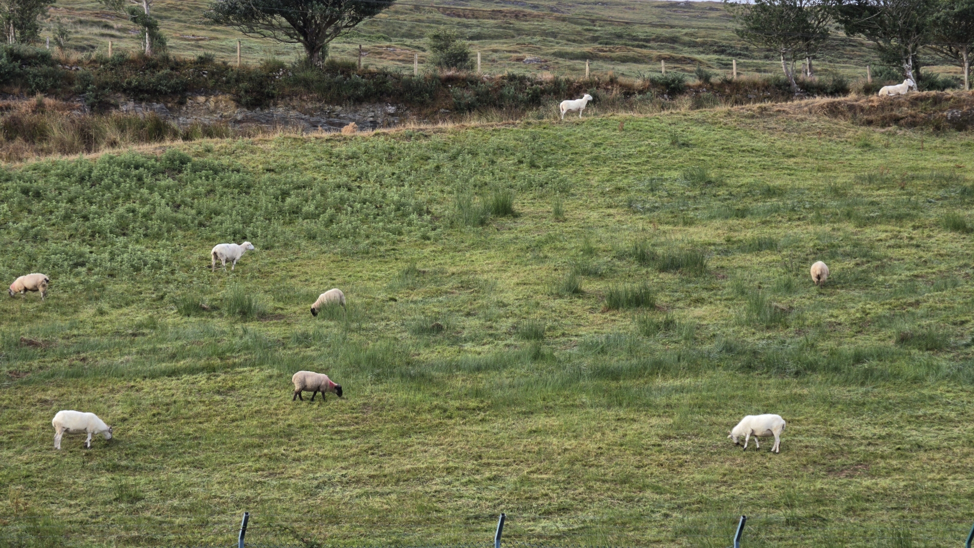 The image depicts a flock of sheep grazing on a lush, green, hilly pasture in Glanlough, Ireland. Several sheep are scattered across the slope, some standing, some grazing with their heads down. The terrain is uneven, with patches of dense vegetation and taller grass. In the background, a tree line with sparse trees separates the pasture from a rocky embankment. A wooden fence runs along the top of the embankment. The sky is overcast, contributing to a muted, natural lighting condition. There are no people visible in the frame.
