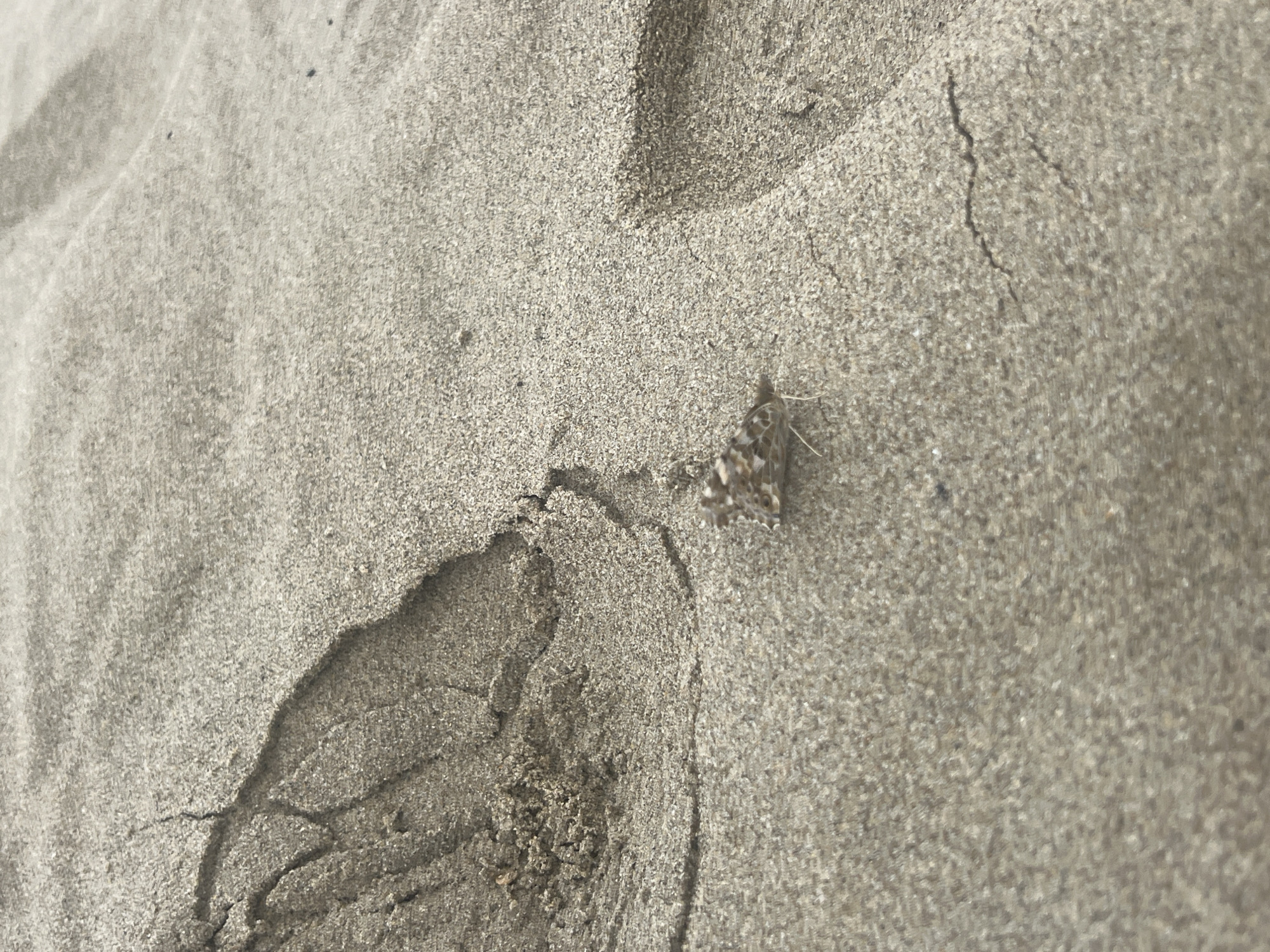 The image shows sand, possibly on a beach, with a single footprint visible in the lower left portion of the frame. A small moth is perched on the sand to the right of the footprint. The sand appears to be uniformly colored, a light gray-brown. The location is stated as Martil, Morocco.