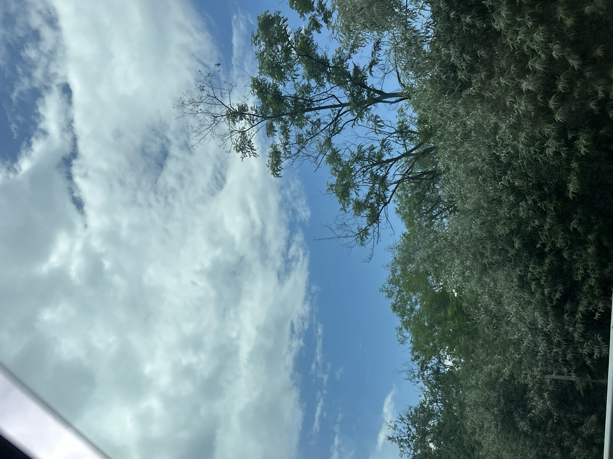 A daytime photograph captures a natural landscape in Gorno Varshilo, Bulgaria, presenting a clear blue sky interspersed with scattered white and light grey cumulus clouds across the upper half of the frame. The view appears to be from a vehicle or through a window, indicated by a white, angular structural element visible in the upper left corner. The lower half of the image is densely populated with various green trees and foliage. A central deciduous tree displays both vibrant green leaves and several bare, leafless branches extending upwards against the sky. To the right and across the lower foreground, a mass of dense vegetation with silvery-green, elongated leaves is prominent. Darker green trees form a background layer behind the more immediate foliage. No individuals or specific activities are observable within the scene.