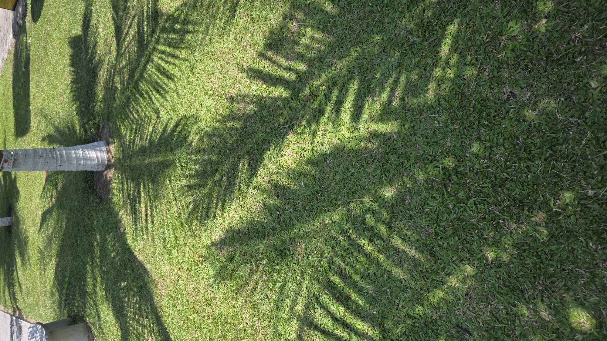 The image shows a green lawn in Nha Trang, Vietnam, with the shadows of palm trees cast upon it. The lawn is well-maintained with short grass. A palm tree trunk is visible in the lower-left portion of the frame. The shadows are detailed, showing the shapes of the palm fronds.