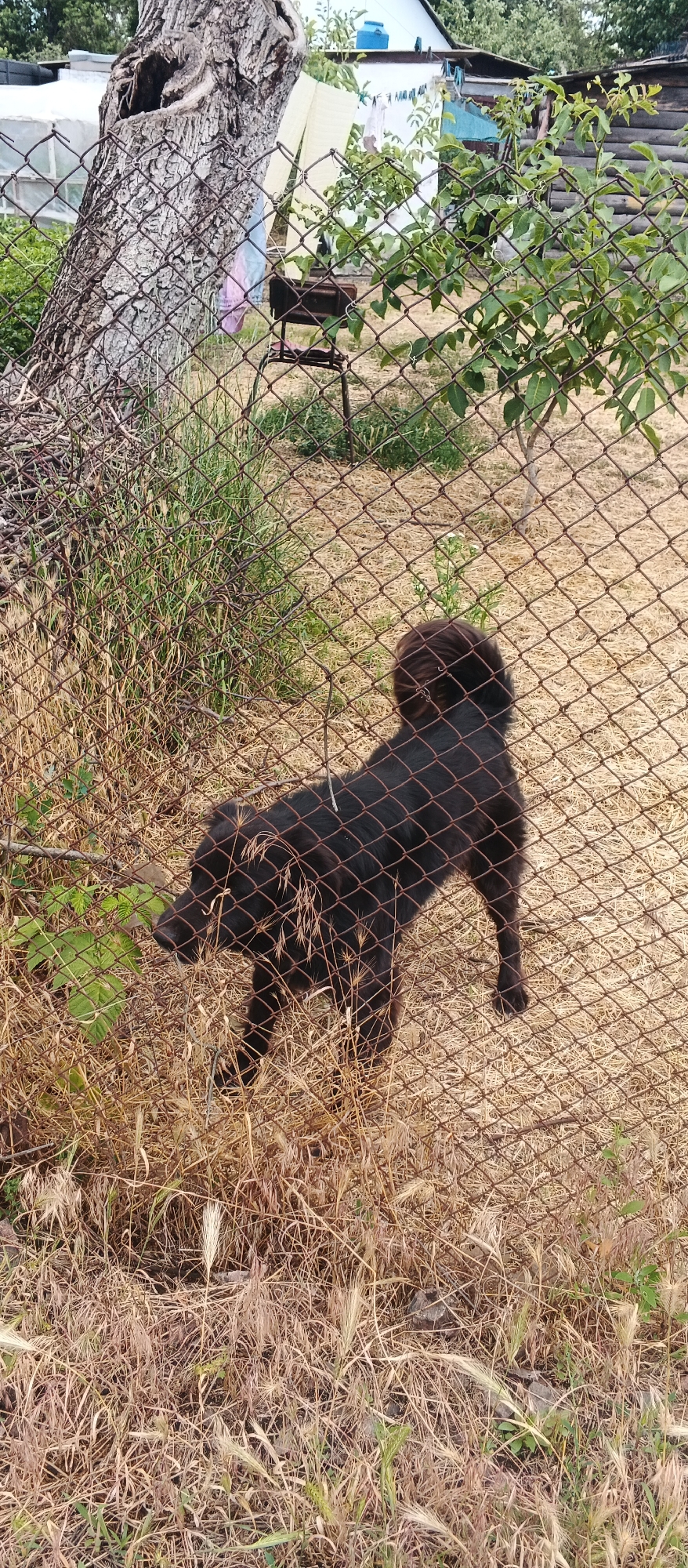 A dark-colored dog with a fluffy tail stands in a yard, partially obscured by a wire fence. The dog is facing to the left, with its body angled away from the camera. The ground is covered in dry grass and some green foliage. Behind the dog, a large tree trunk is visible, as well as some buildings and trees in the background. The overall scene suggests an outdoor, possibly rural or suburban, environment in Smila, Ukraine.