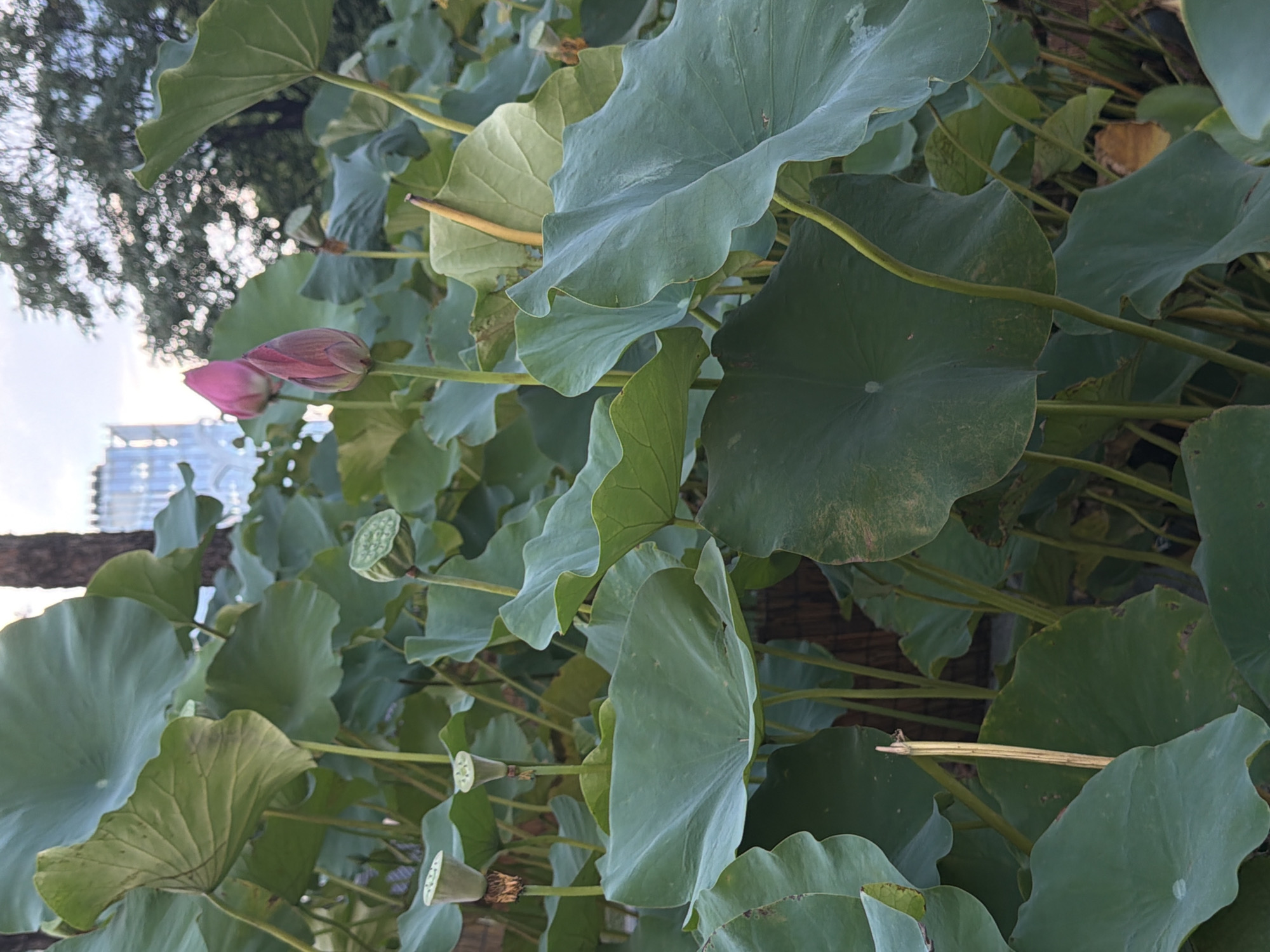 This is a close-up, eye-level, outdoor photograph of a cluster of lotus plants, likely in a pond or water feature. The foreground is dominated by large, green lotus leaves, some of which are partially submerged or resting on the water. Several lotus seed pods are visible, characterized by their green, perforated tops. Two pink lotus buds are in the mid-ground, one slightly more open than the other. In the background, out of focus, is a modern building with a reflective facade, suggesting an urban environment. A tall tree trunk is also visible to the left of the building. The sky is overcast. The overall impression is one of lush vegetation with an urban backdrop. The presence of a modern building implies the location is likely within the city of Seoul, South Korea.