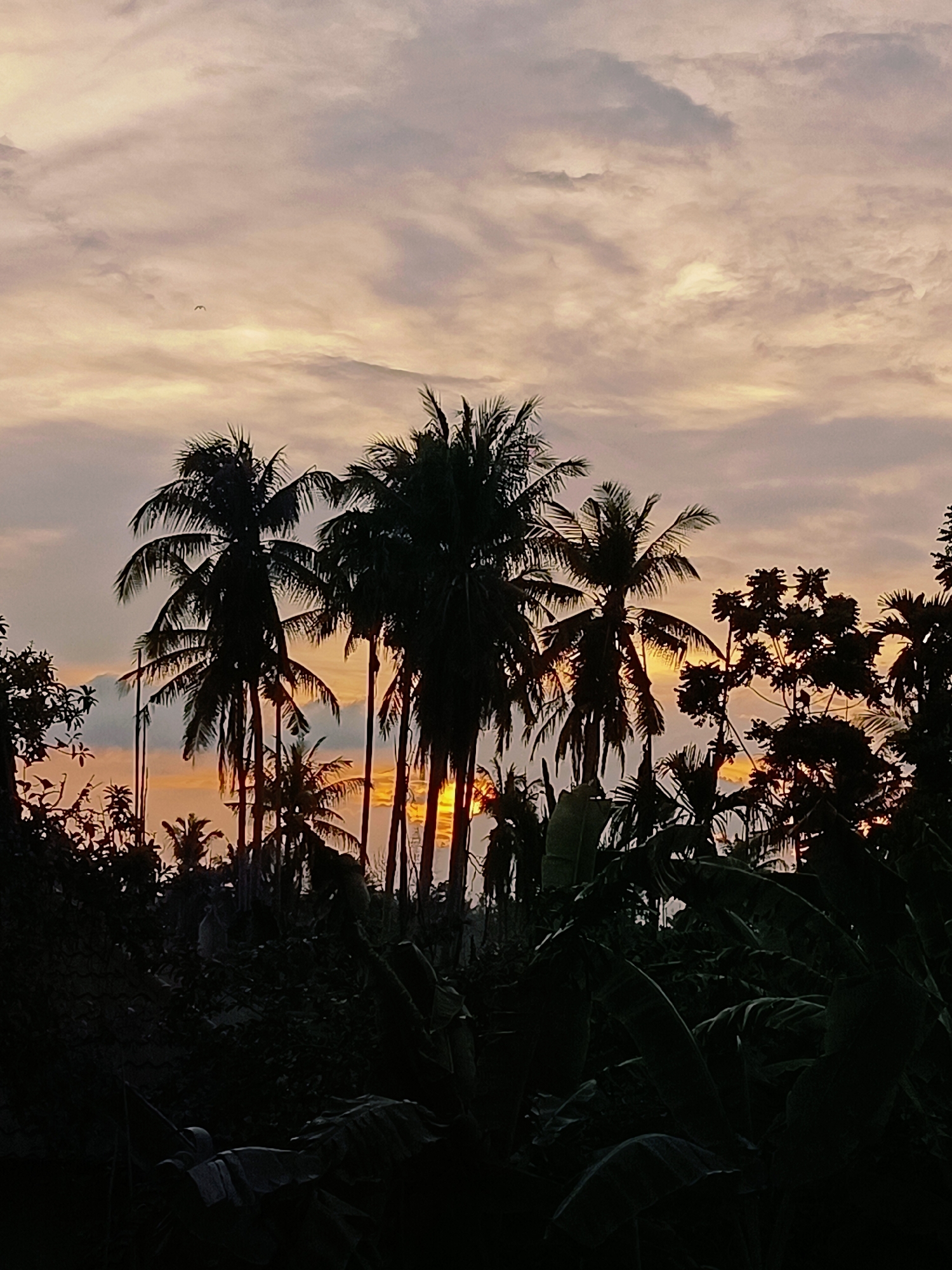 A silhouetted tropical scene at dusk is depicted with the warm hues of sunset filtering through the clouds. In the foreground, the dark shapes of various trees and foliage dominate, including lush banana leaves and the distinctive fronds of coconut palms. The sky above is a canvas of soft oranges, pinks, and grays, with wispy clouds forming abstract patterns. A single bird is visible in flight against the lighter part of the sky. The overall impression is one of tranquility and the natural beauty of a rural Indonesian landscape. The image was captured in the vicinity of Blang Cut, Indonesia, suggesting a location characterized by dense vegetation and coastal or near-coastal environments.
