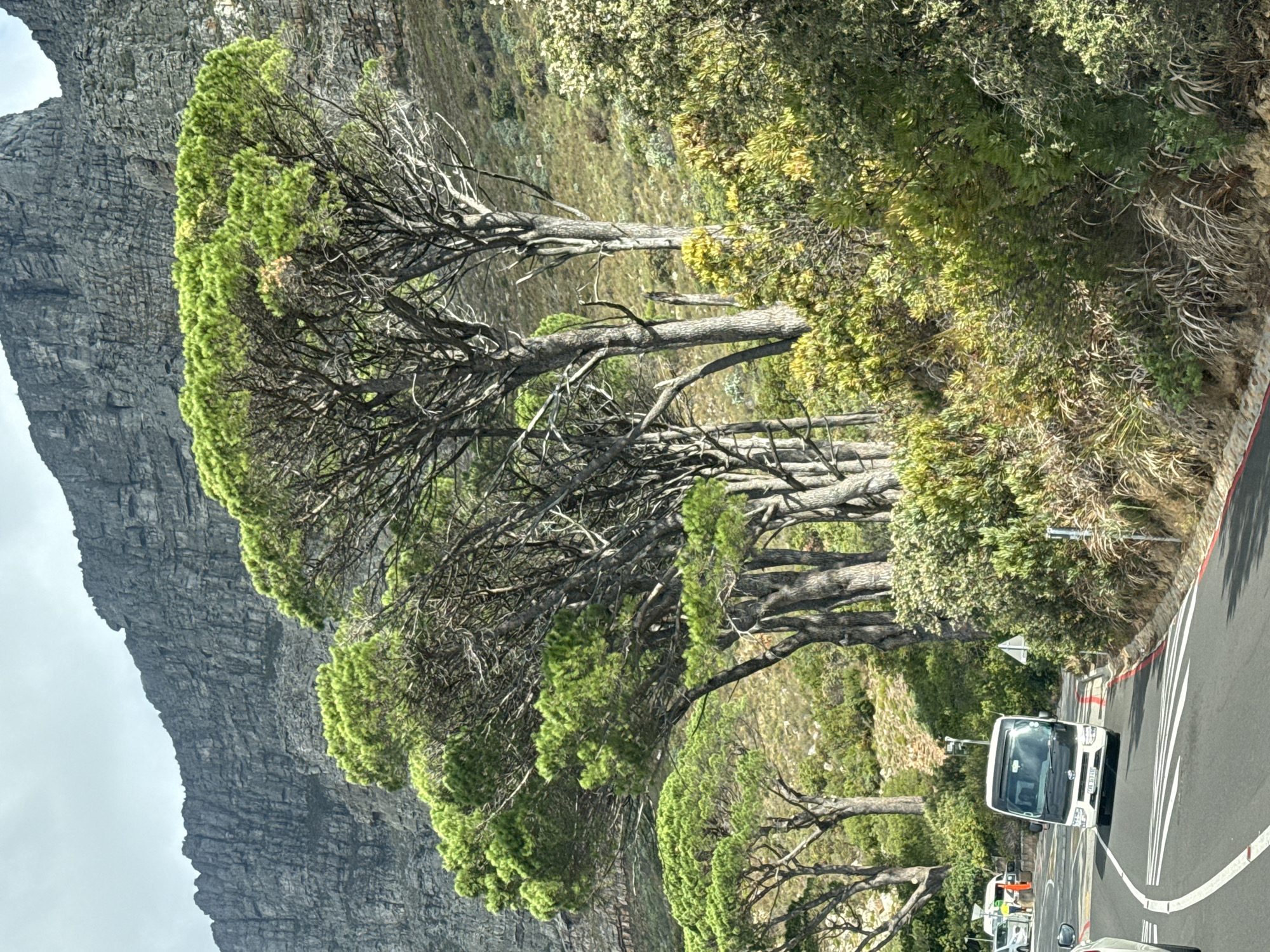 This is a photograph taken along a road in Cape Town, South Africa. The left side of the frame captures the rugged, gray rock face of Table Mountain, partially obscured by clouds in the upper left corner. A row of trees with distinctive, horizontal branches and sparse green foliage lines the road, creating a screen between the mountain and the road. On the right side of the frame, the roadside is covered with a variety of green shrubbery and tall grasses.
The road itself is asphalt and marked with white lines. A white van is visible on the road, and other vehicles can be seen in the distance. The vehicles indicate the location is an active roadway. The overall impression is one of a scenic route along the slopes of Table Mountain.